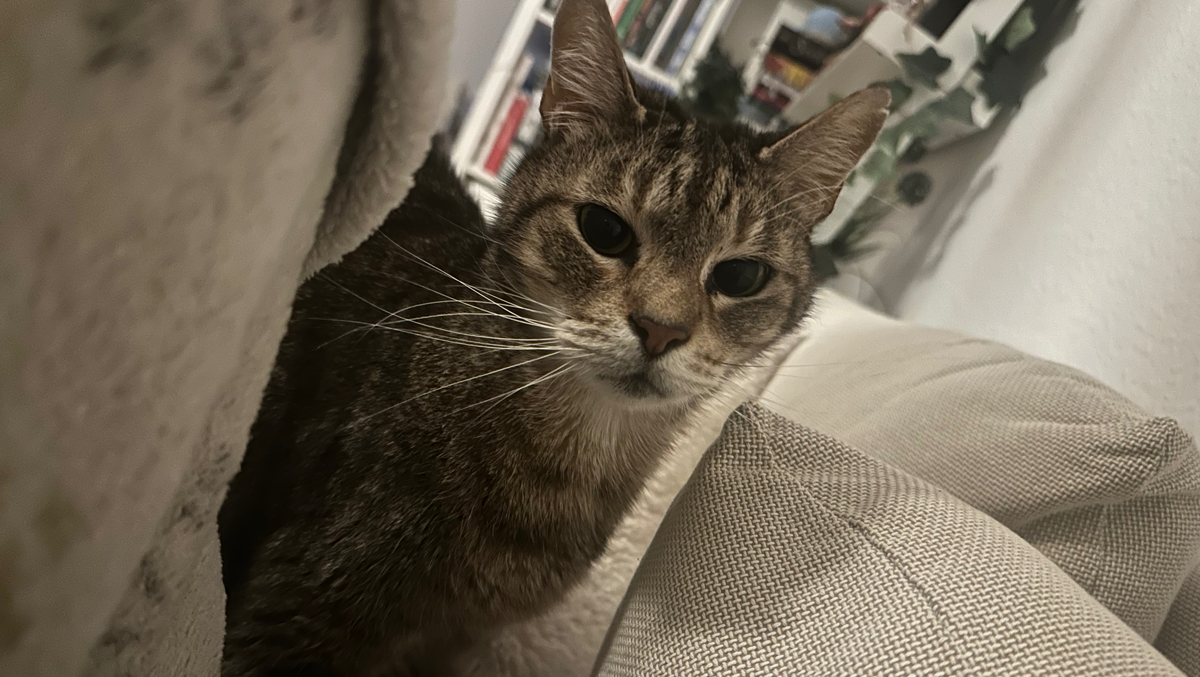 Luci braucht Hilfe - Felltiger mit schwacher Leber photo
