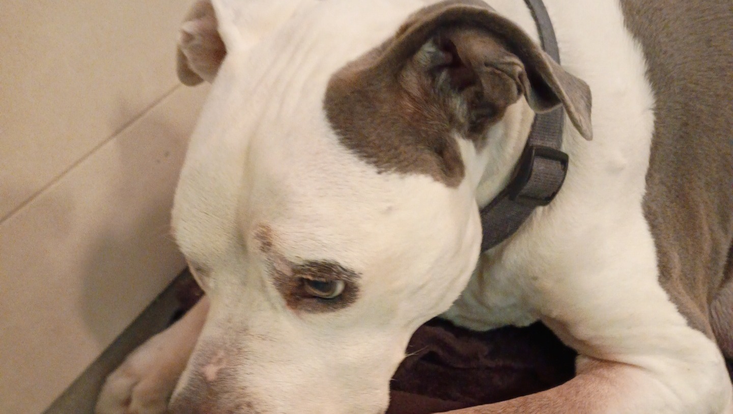 Help My Service Dog Find Peace photo