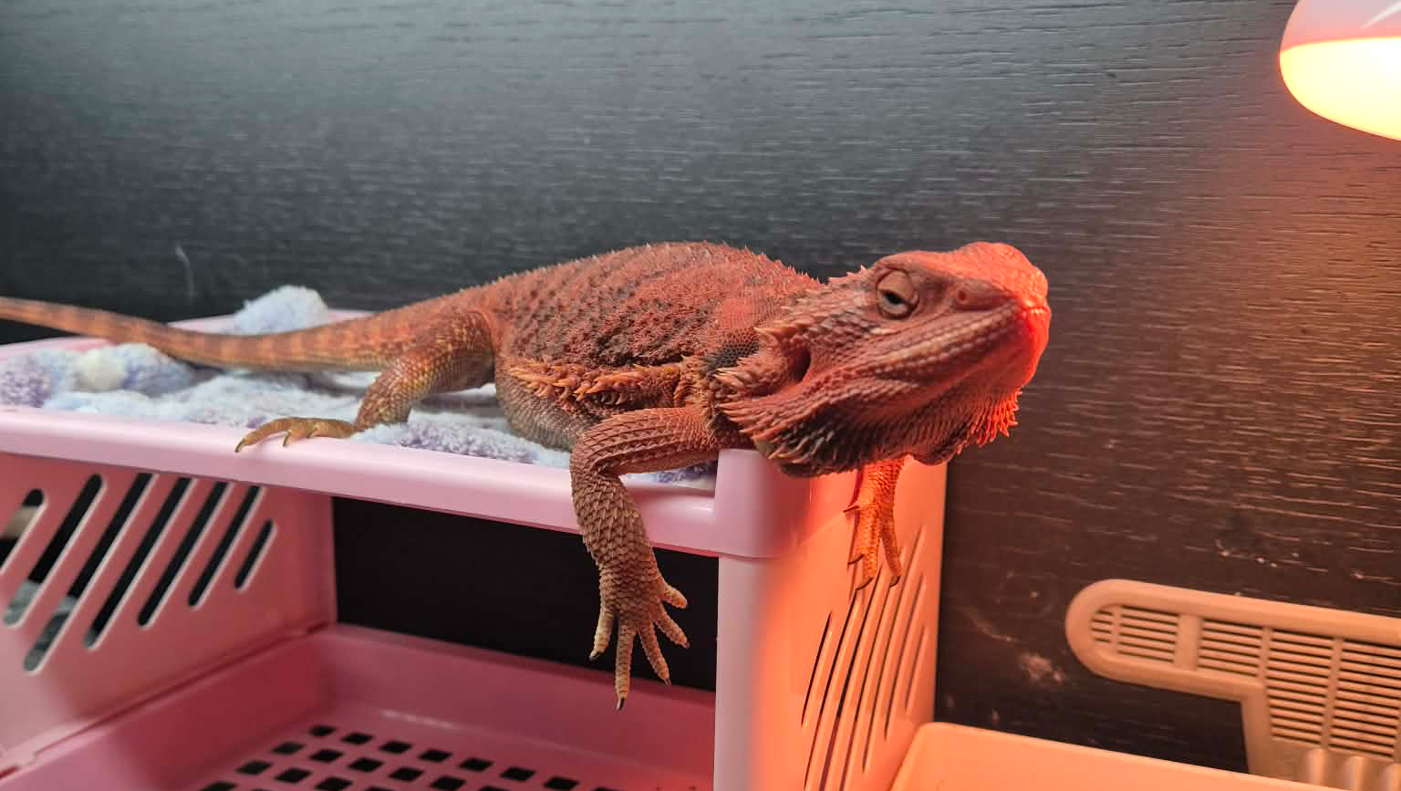 Help to cover vet costs for Ember photo