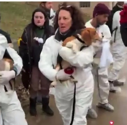 Donate to Laurie to Rescue Beagles from Ridglan Farms campaign photo, 2 of 5