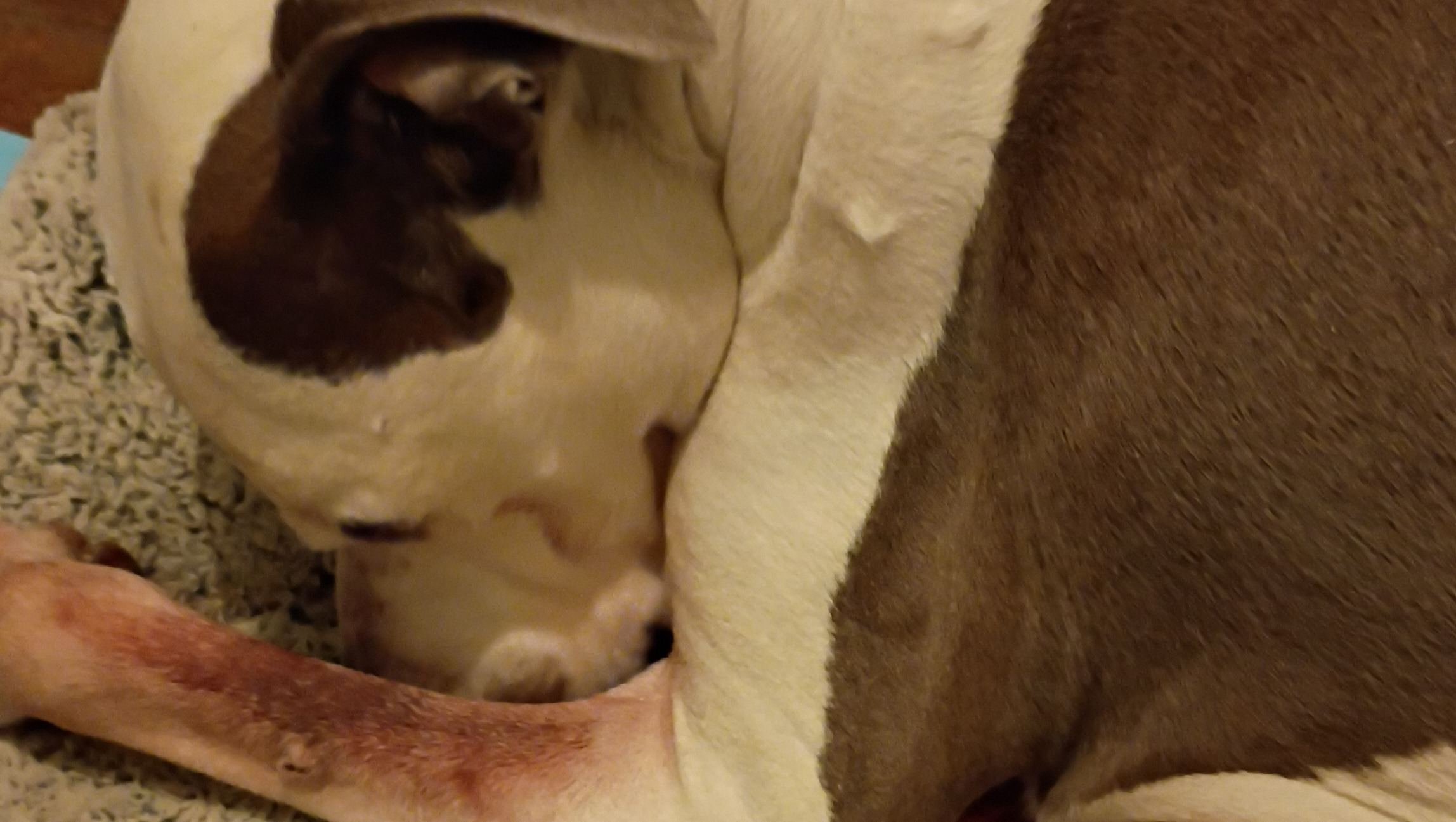 Help Capone, My Service Dog, Get Care photo