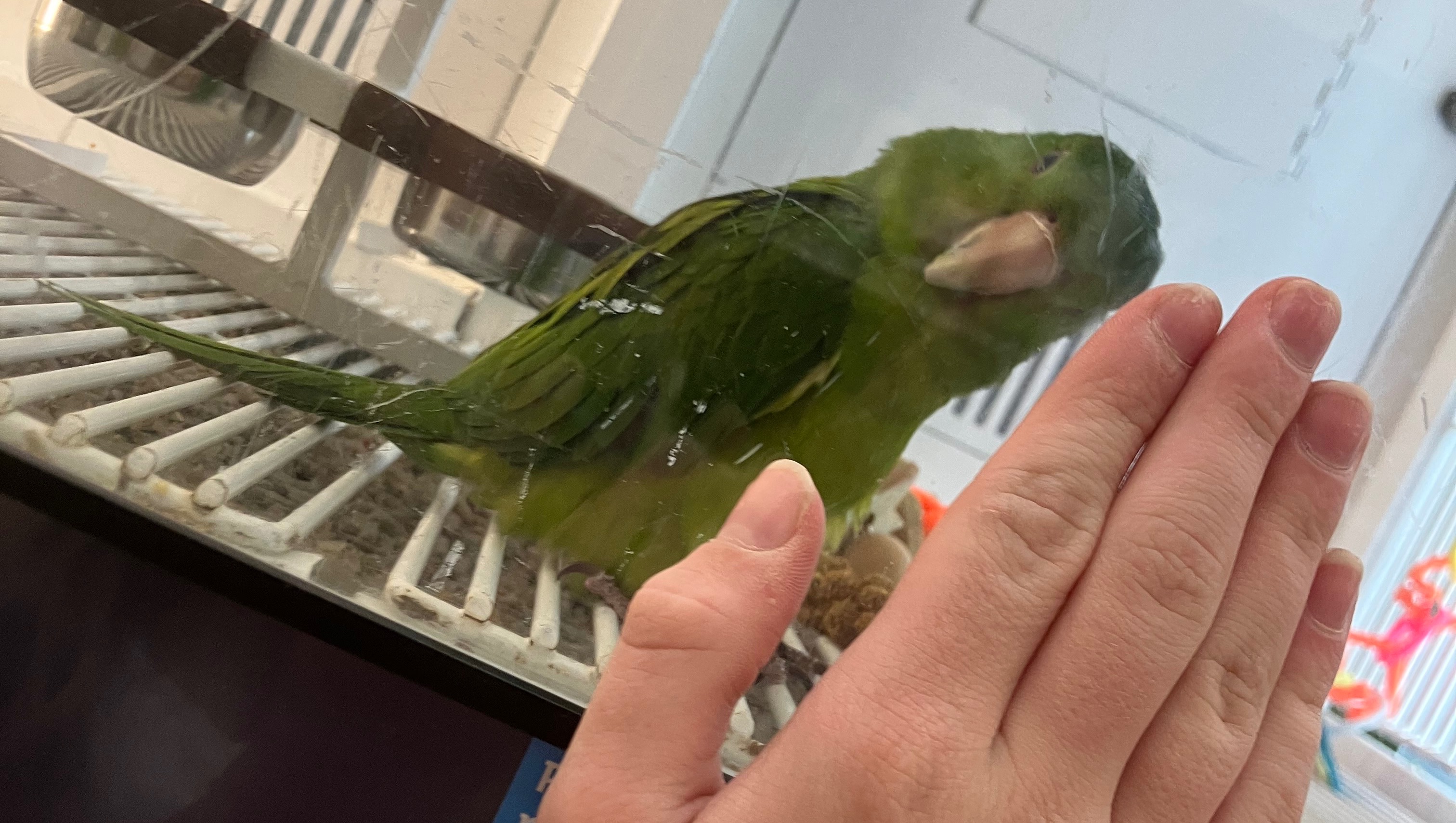Help Me Rescue a Parrot and Give Them a Home photo