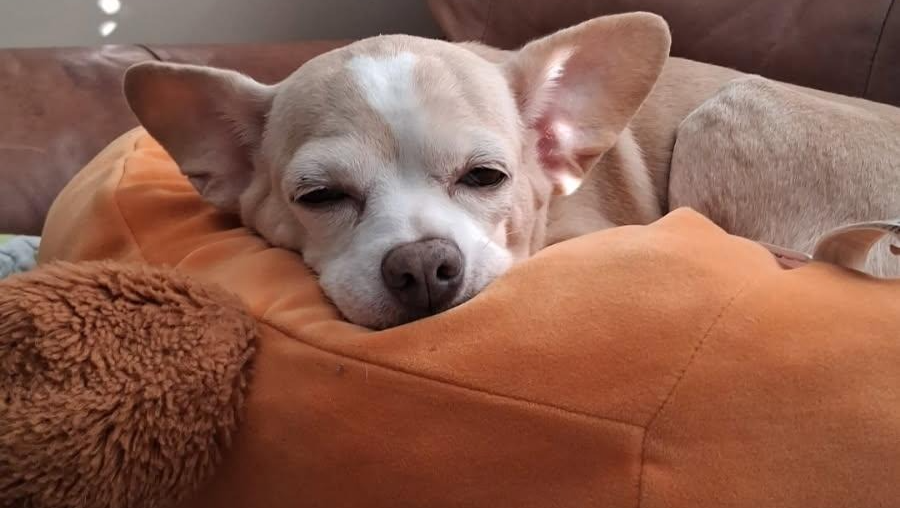 Support Bambi's Tumor Removal Surgery photo