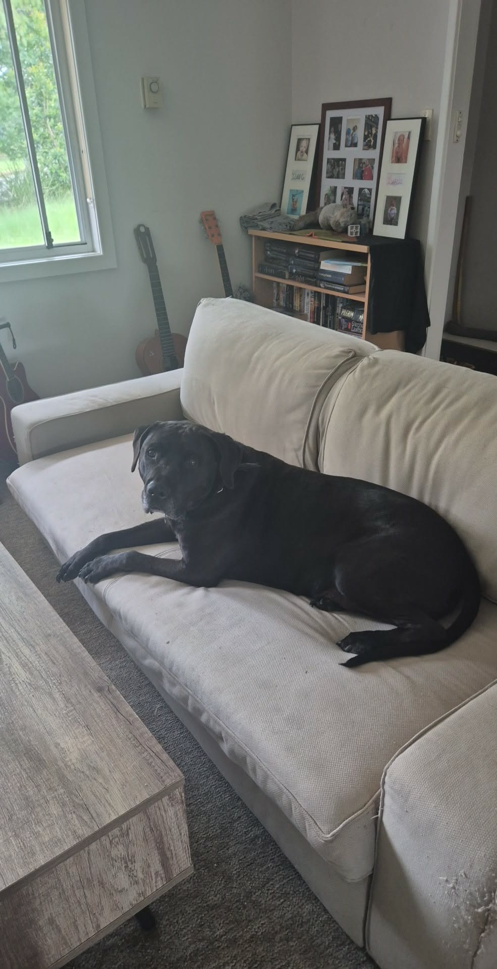 Hendrix is recovering! campaign photo, 2 of 8