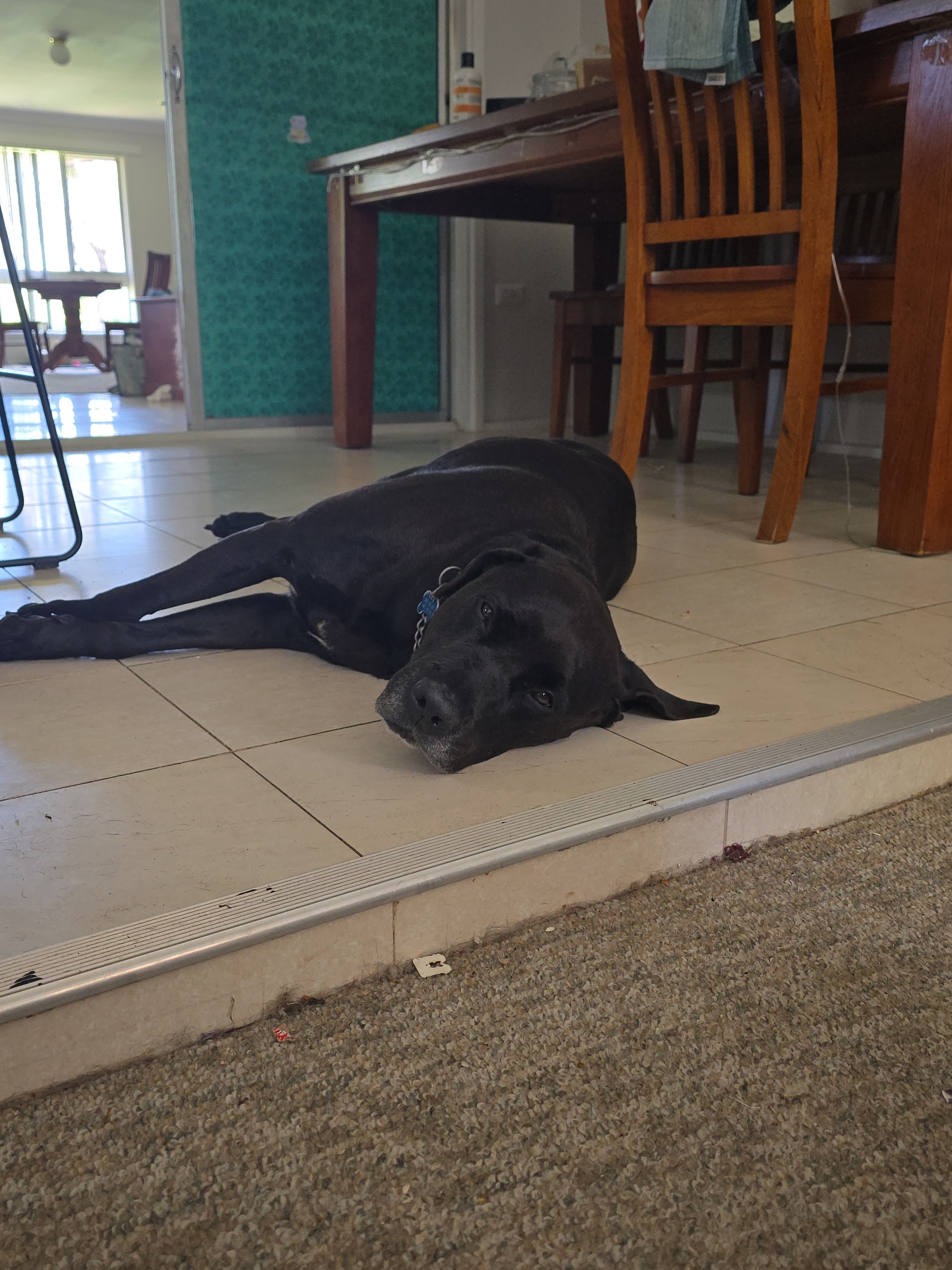 Hendrix is recovering! campaign photo, 4 of 8