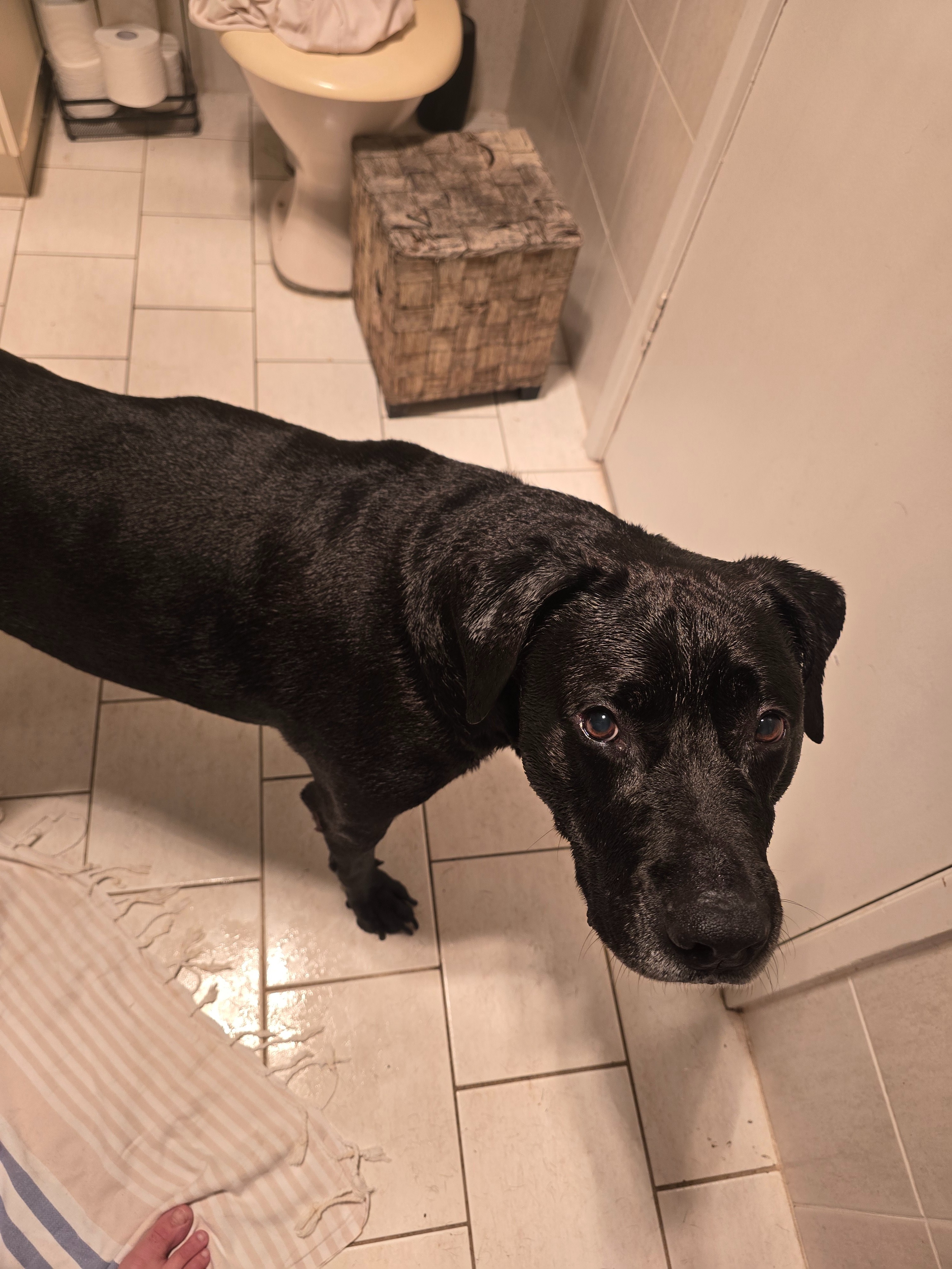 Hendrix is recovering! campaign photo, 5 of 8