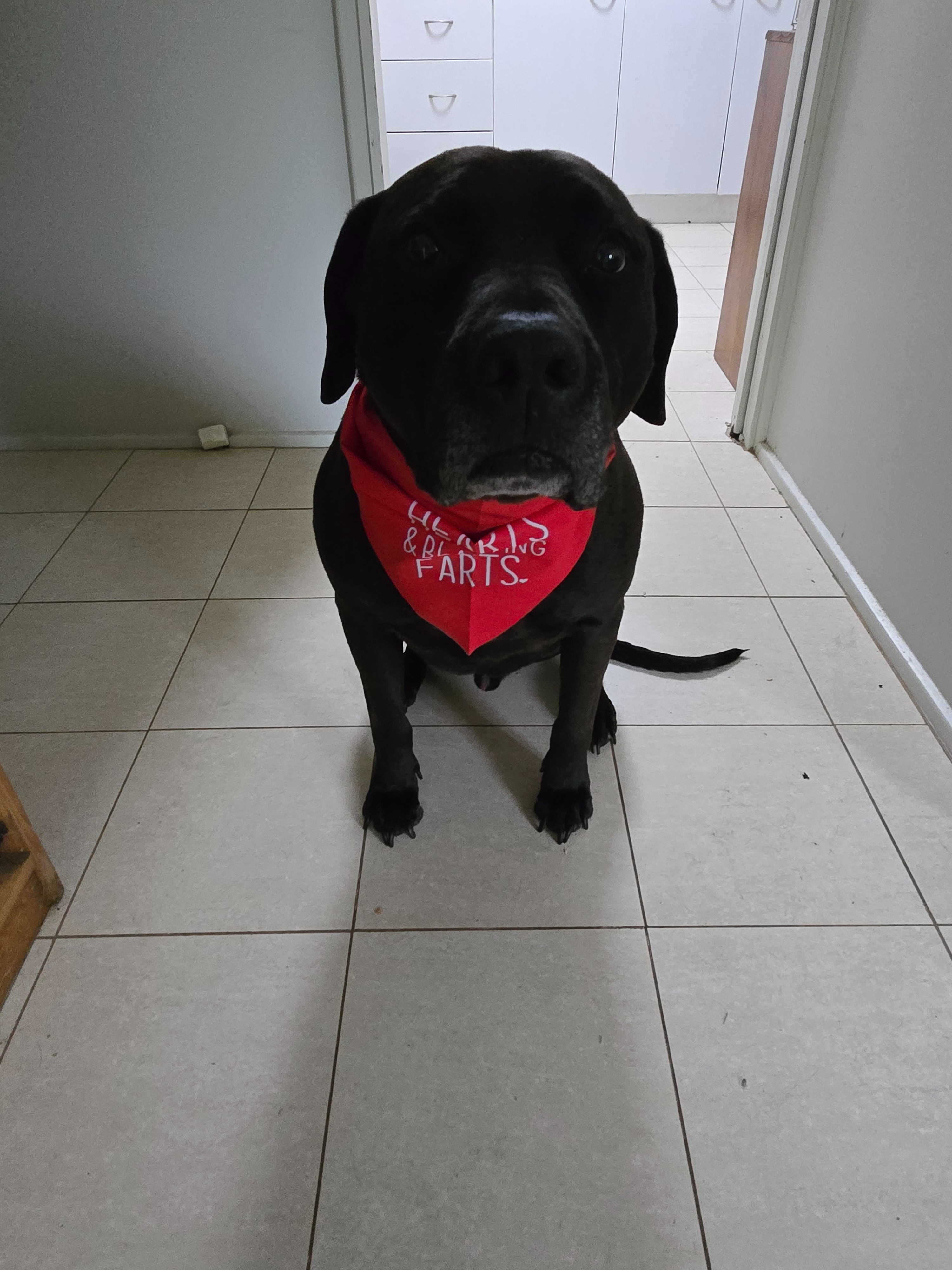 Hendrix is recovering! campaign photo, 6 of 8
