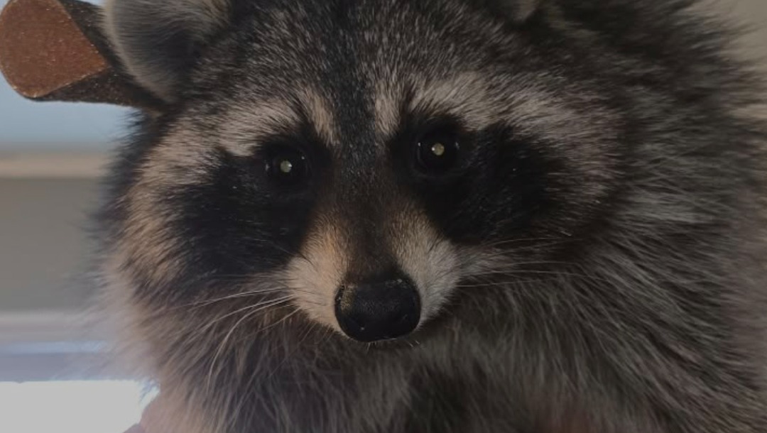 Wildlife Rehabilitation Tuition Support photo