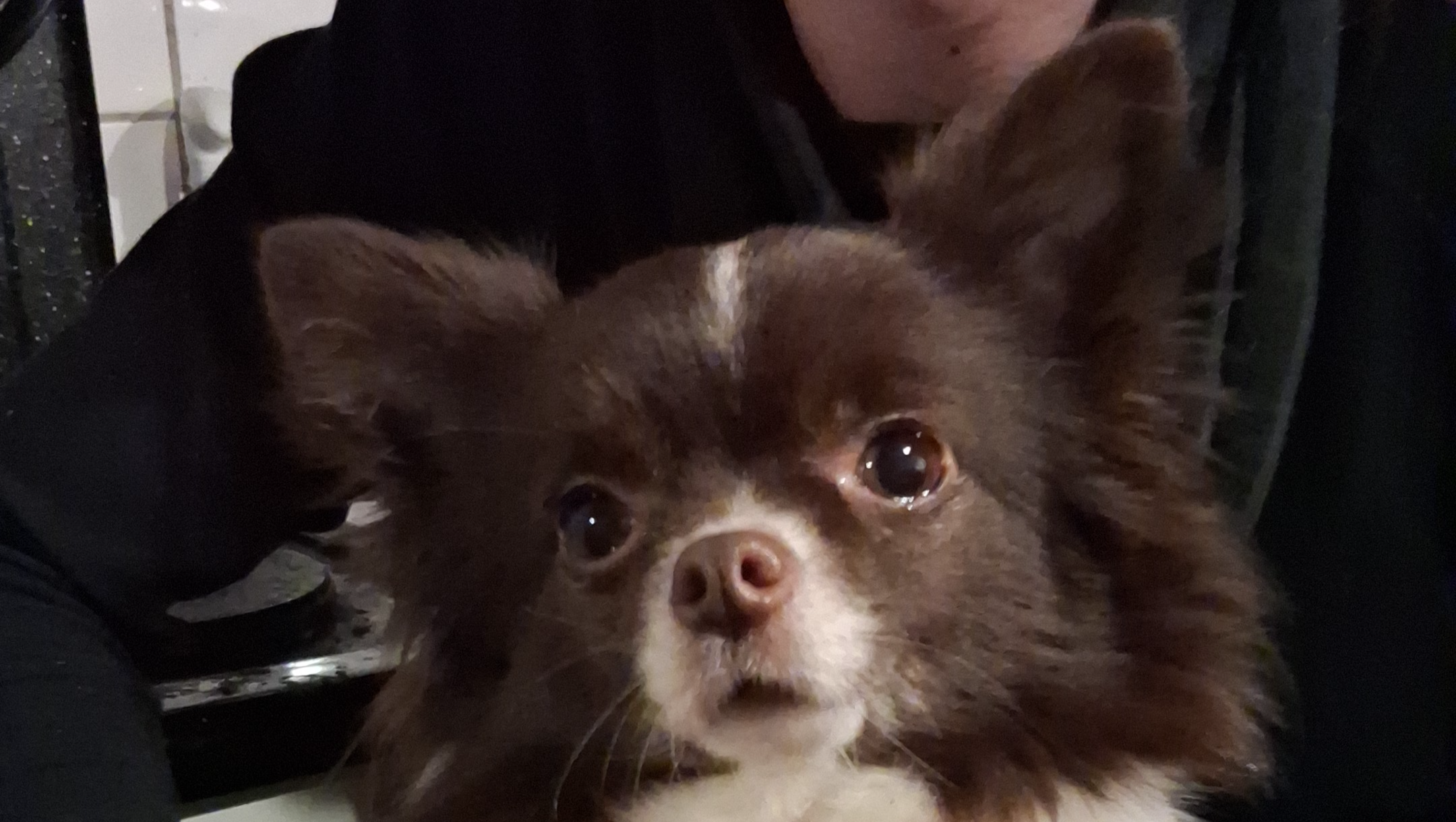 Bounty will schmerzfrei leben !!! Hilfe für op kosten photo