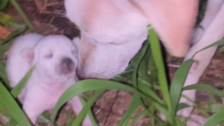 help mum & newborn puppy survive in bali photo