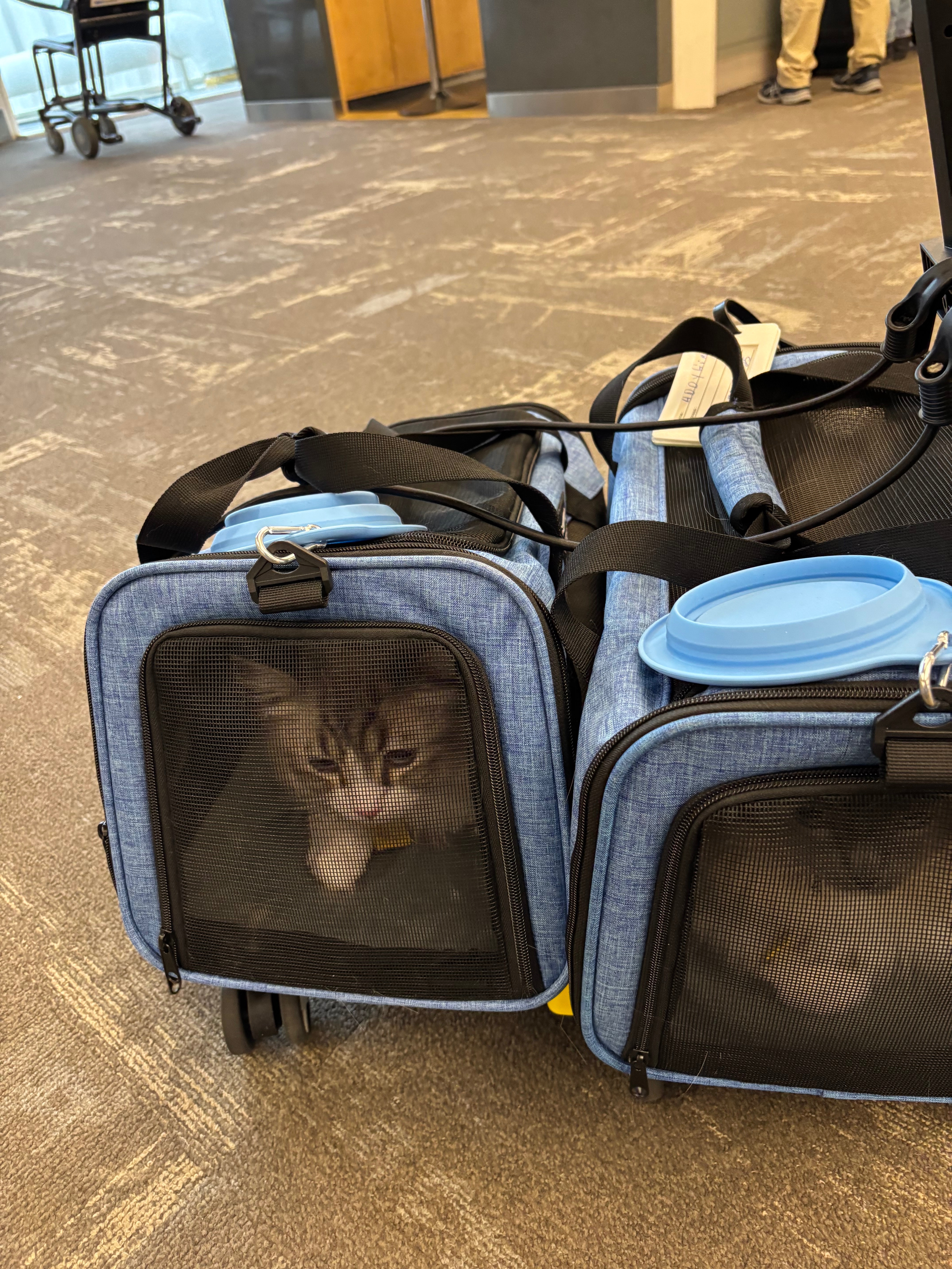 A Safe Home for Cy, Addy, and Jersey campaign photo, 6 of 8