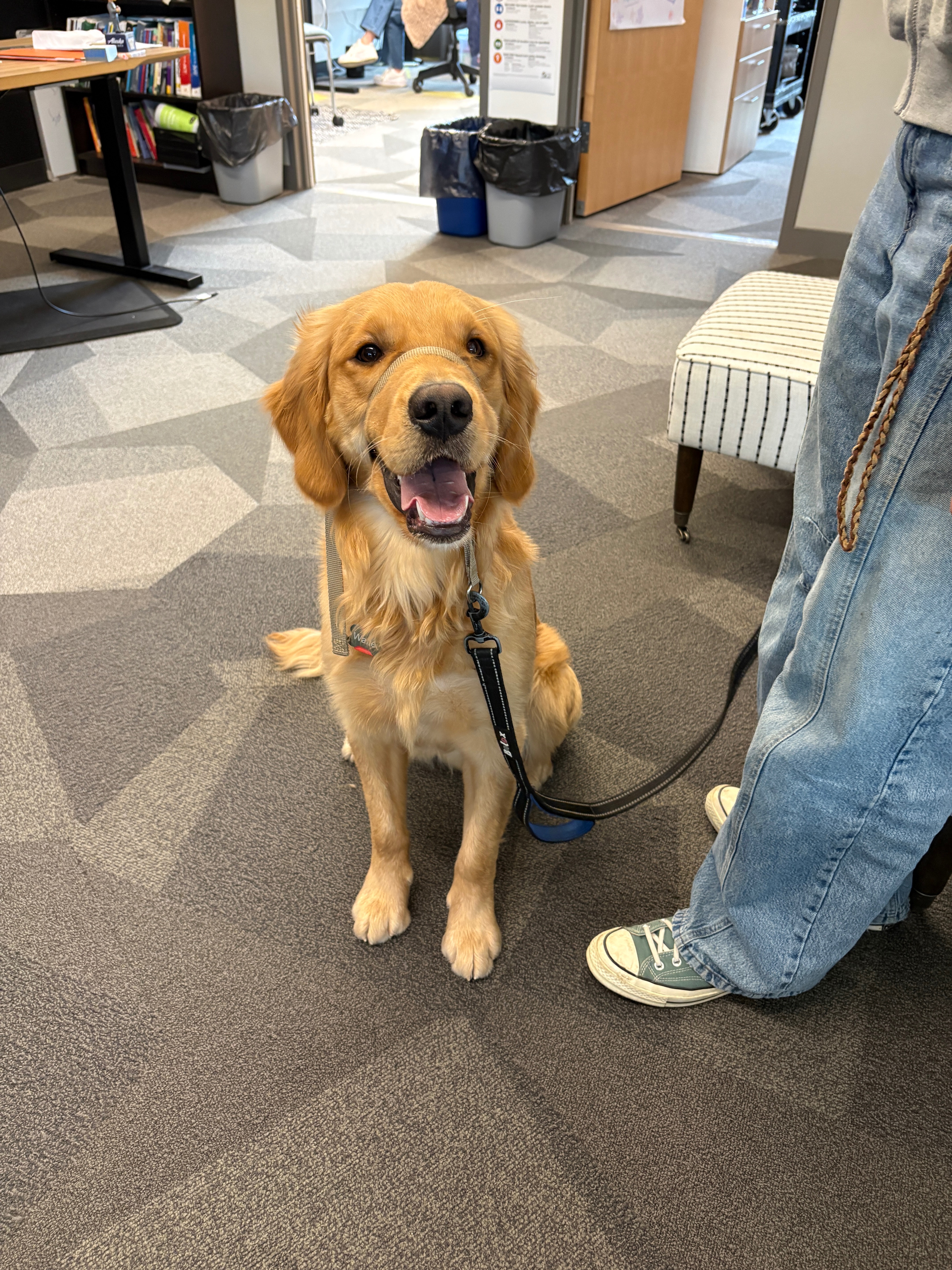 Help Bring Walter to our school as a Facility Dog campaign photo, 4 of 5