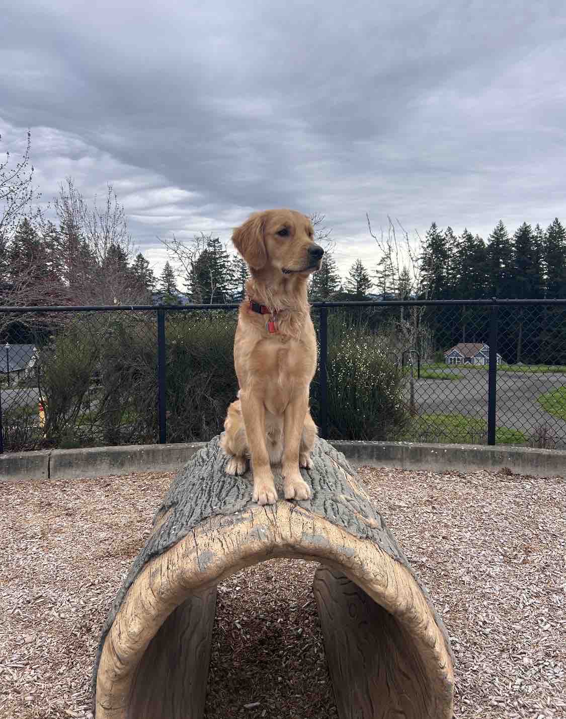 Help Bring Walter to our school as a Facility Dog campaign photo, 2 of 5
