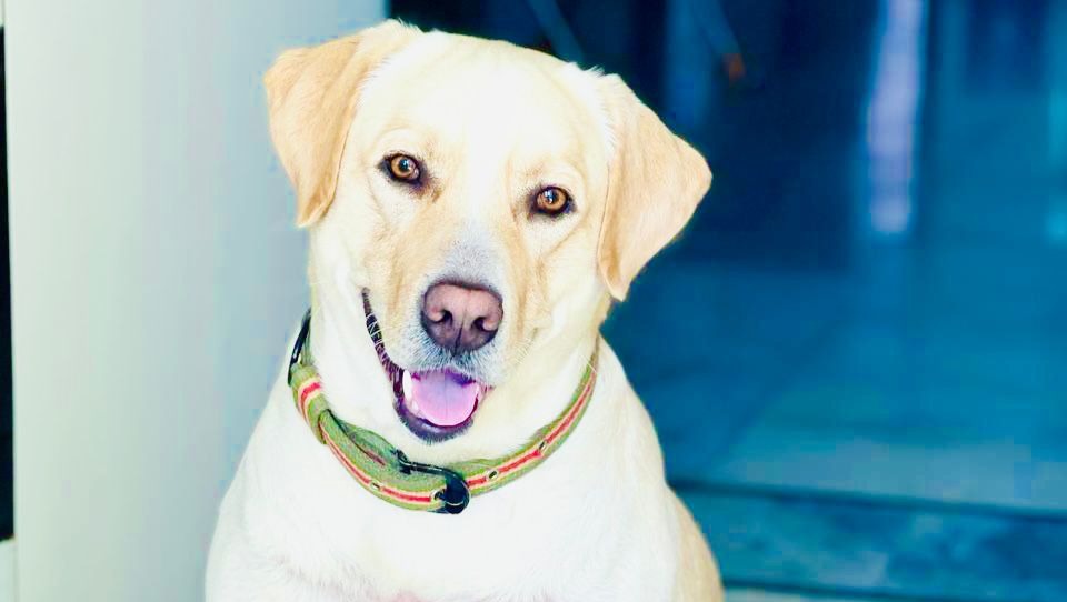 Help Reunite Me with My Dog Bruno photo