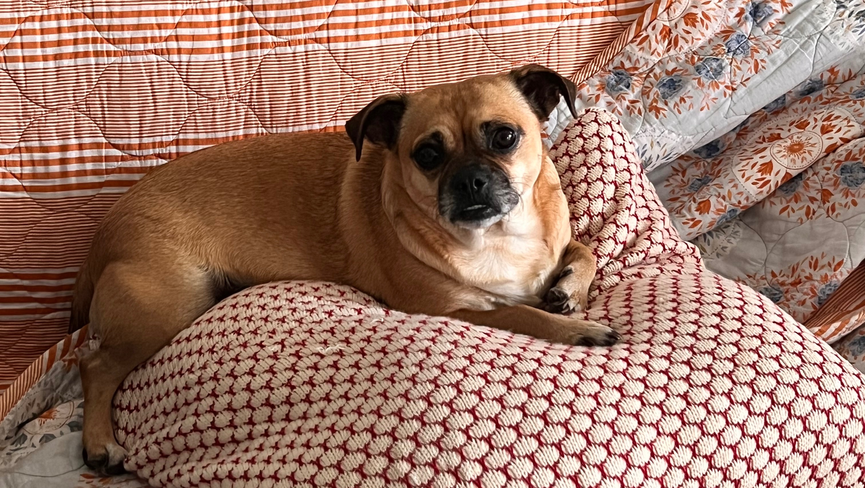 Help Us Start a Dog & Animal Rescue photo
