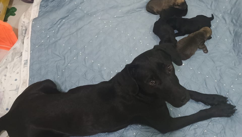 Help Luz Elena Rescue Animals in Colombia photo