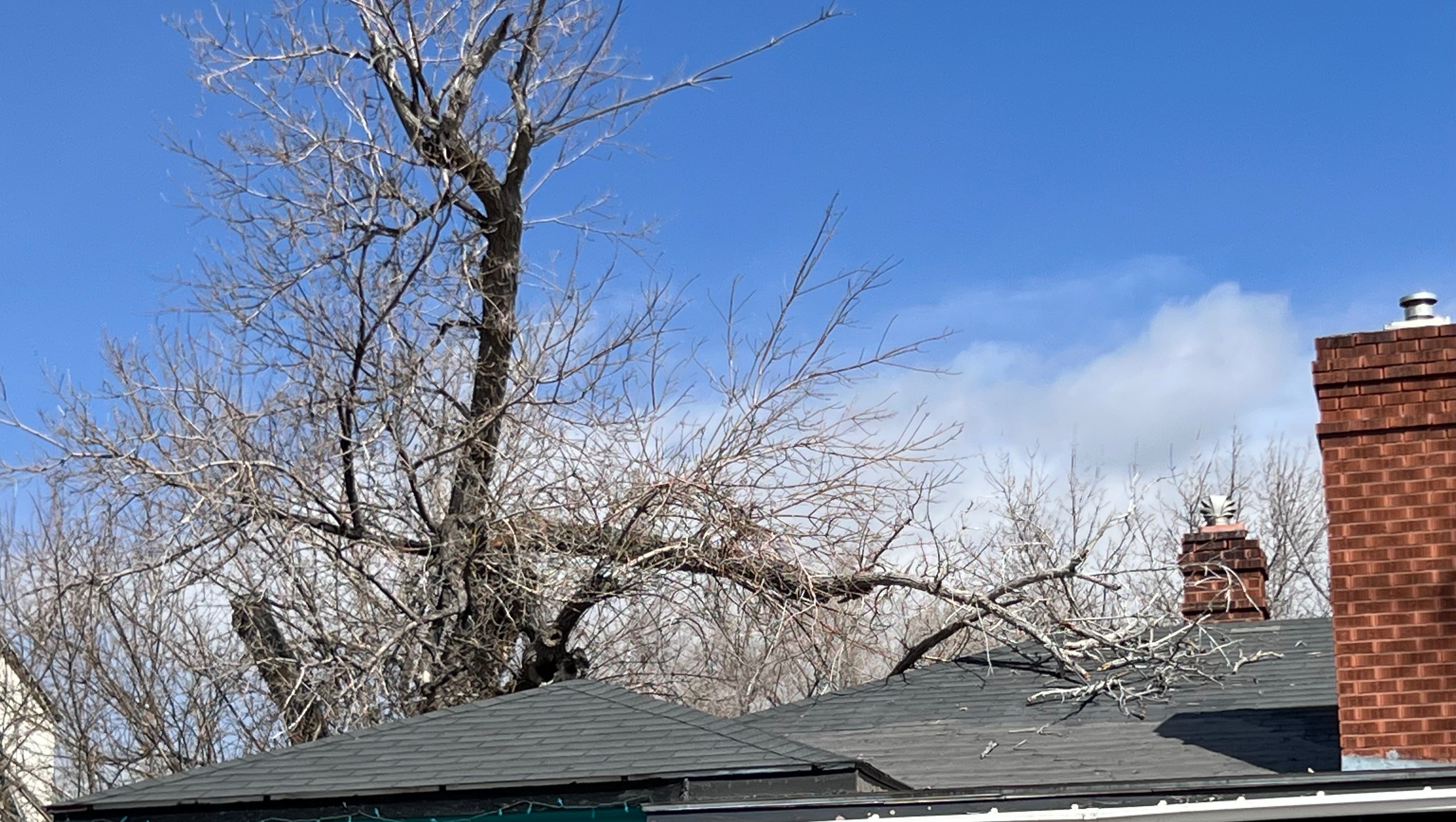 Help Tine Remove the Tree from Her Roof photo