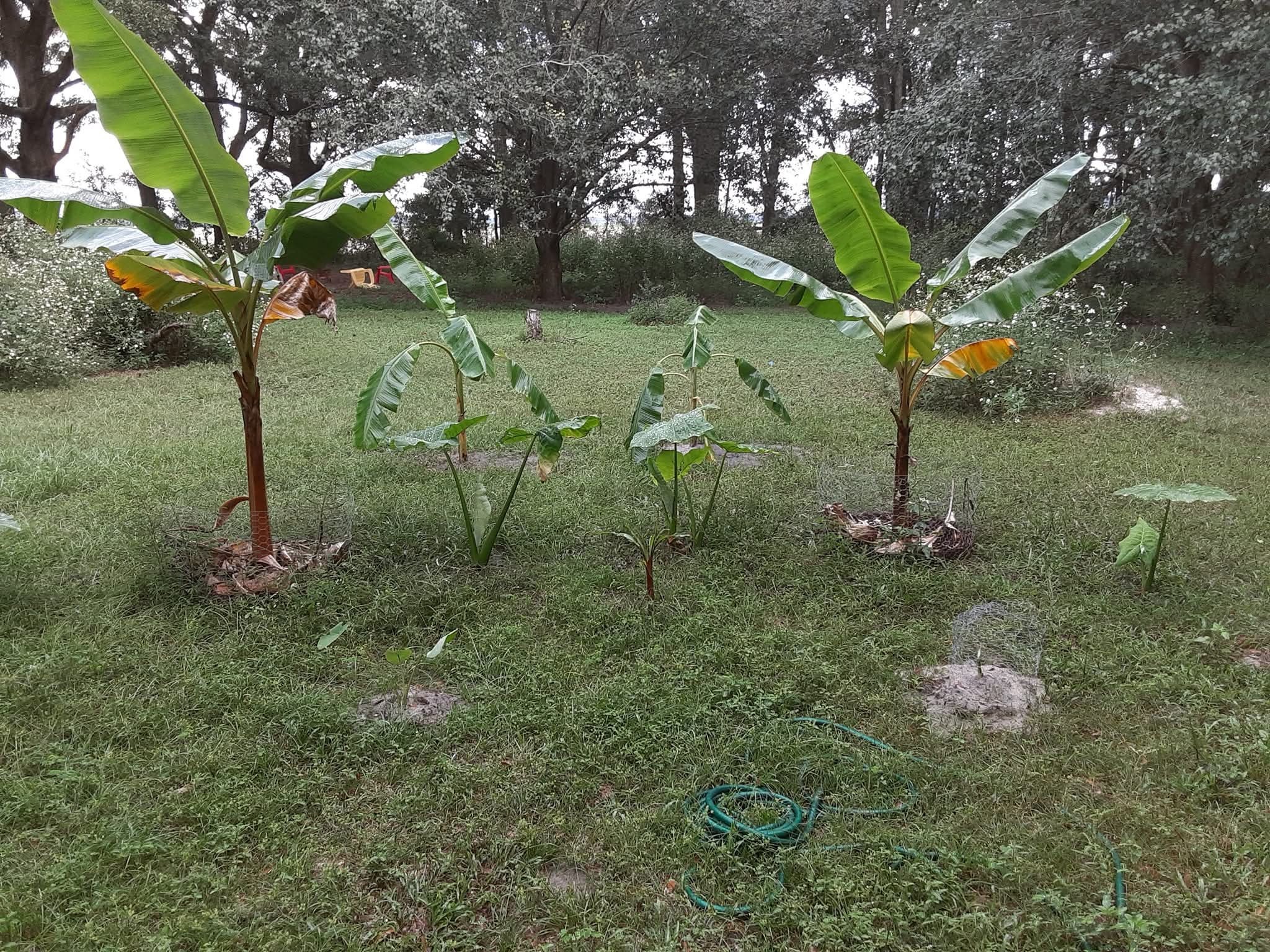 Support KingFred's New Beginning in Farming campaign photo, 5 of 7