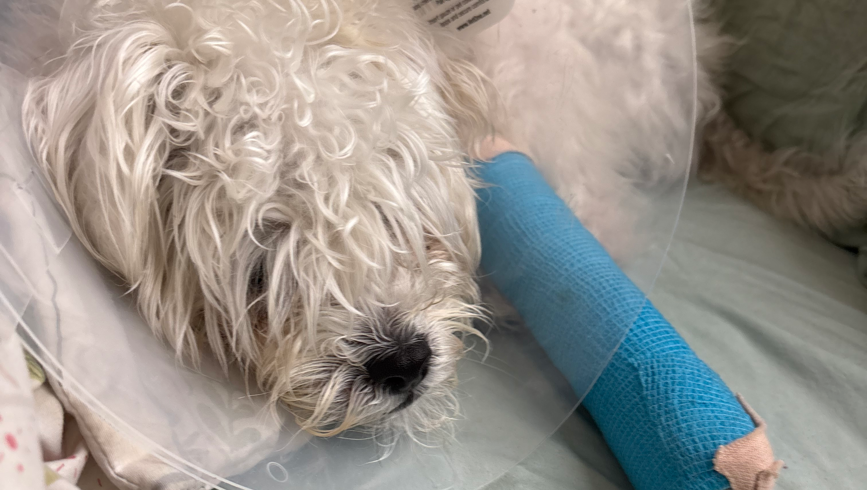 Help Victor Heal After His Leg Injury photo