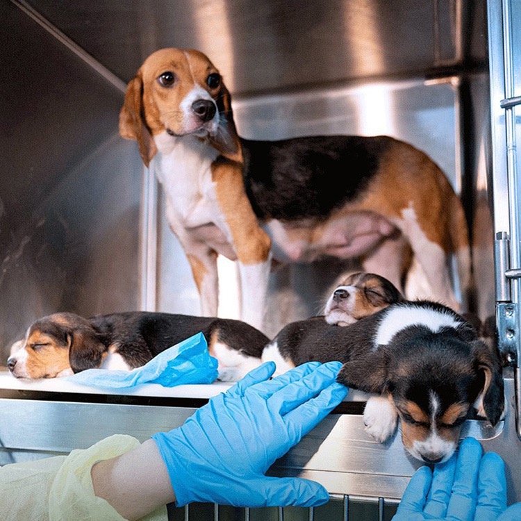Fundraiser by Leanne Greer : 2,000 Beagle Rescue