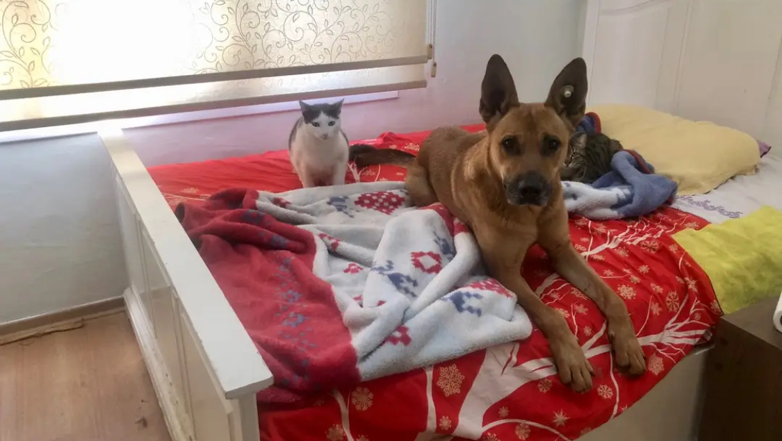 Help the dog with no name get a home photo