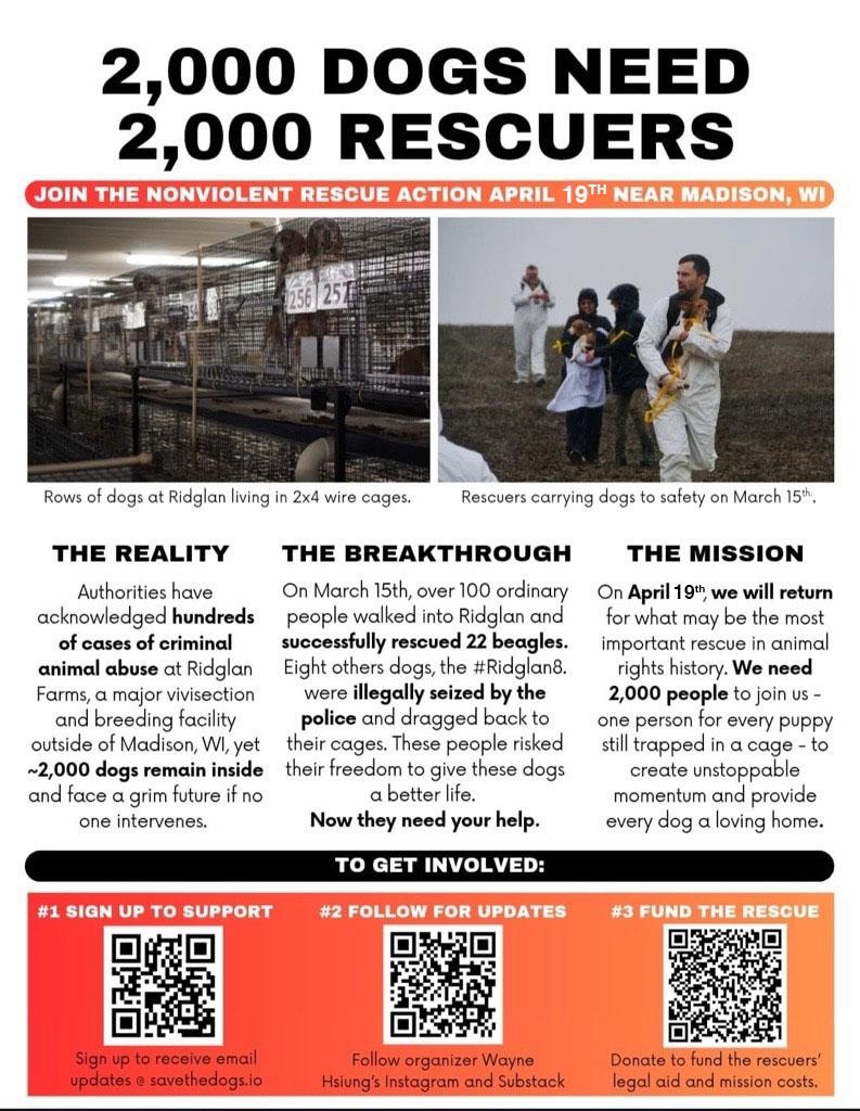 Rescue Mission for 2,000 Beagles campaign photo, 7 of 8