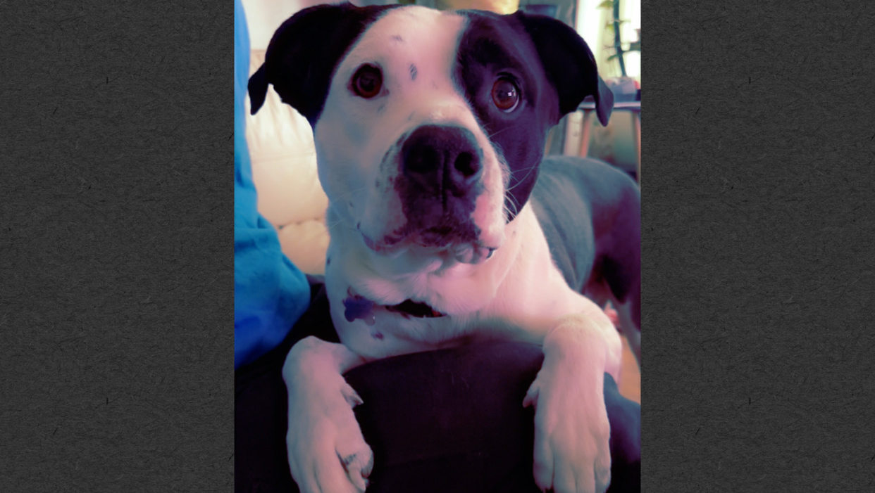 Help Fund My Dog’s Vital Medical Care and Recovery photo