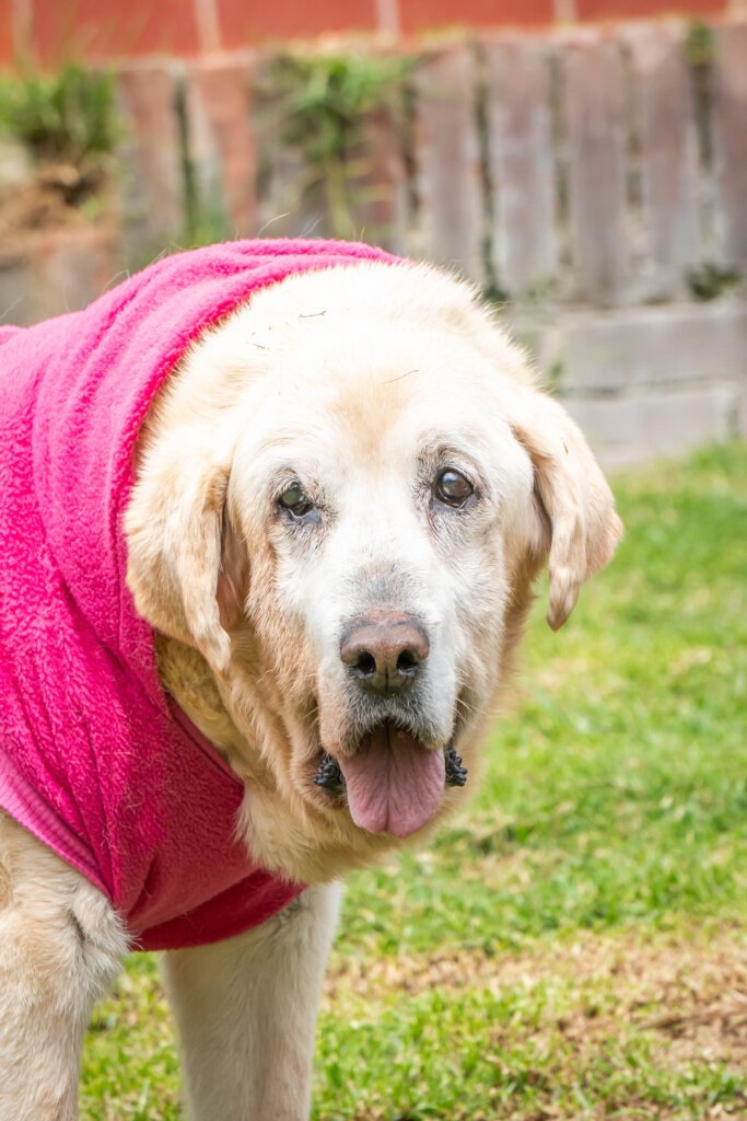 Foto de la campaña Hope Beyond the Fog - Dogs with dementia need our help, 2 de 4