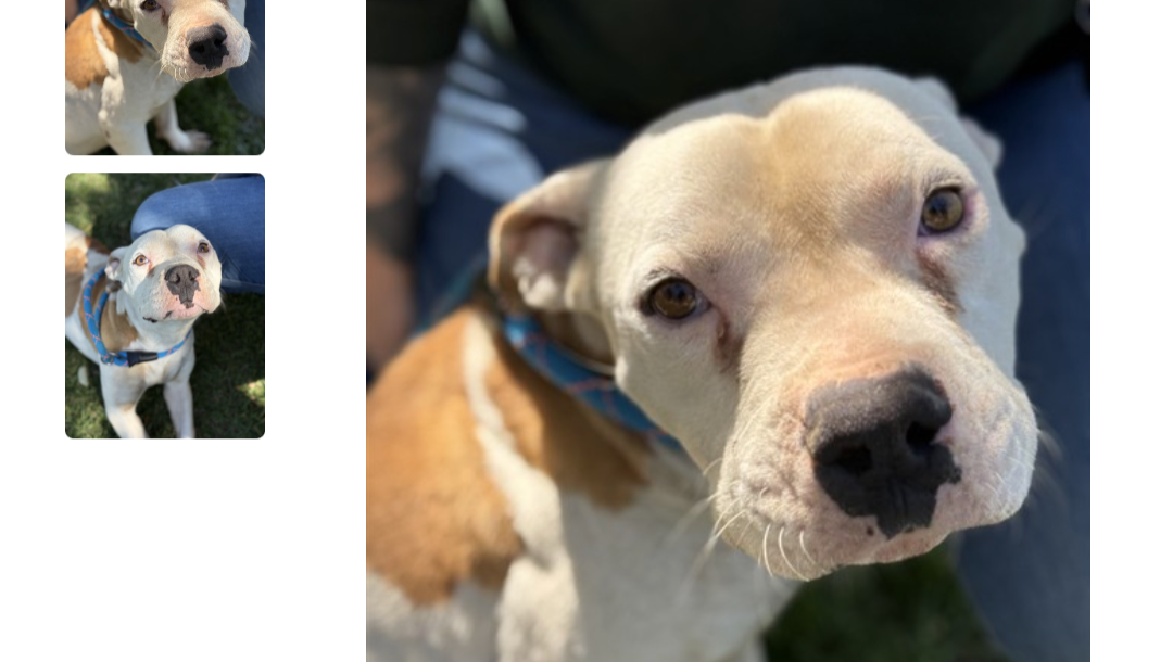 Help Keith Adopt & Heal a Shelter Dog photo