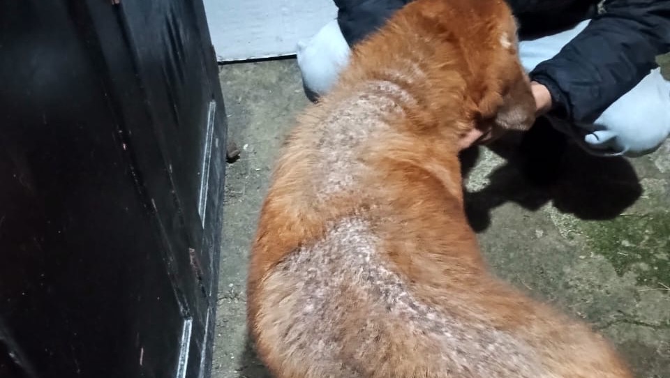 Ayuda urgente para Luz Elena y sus rescatados photo