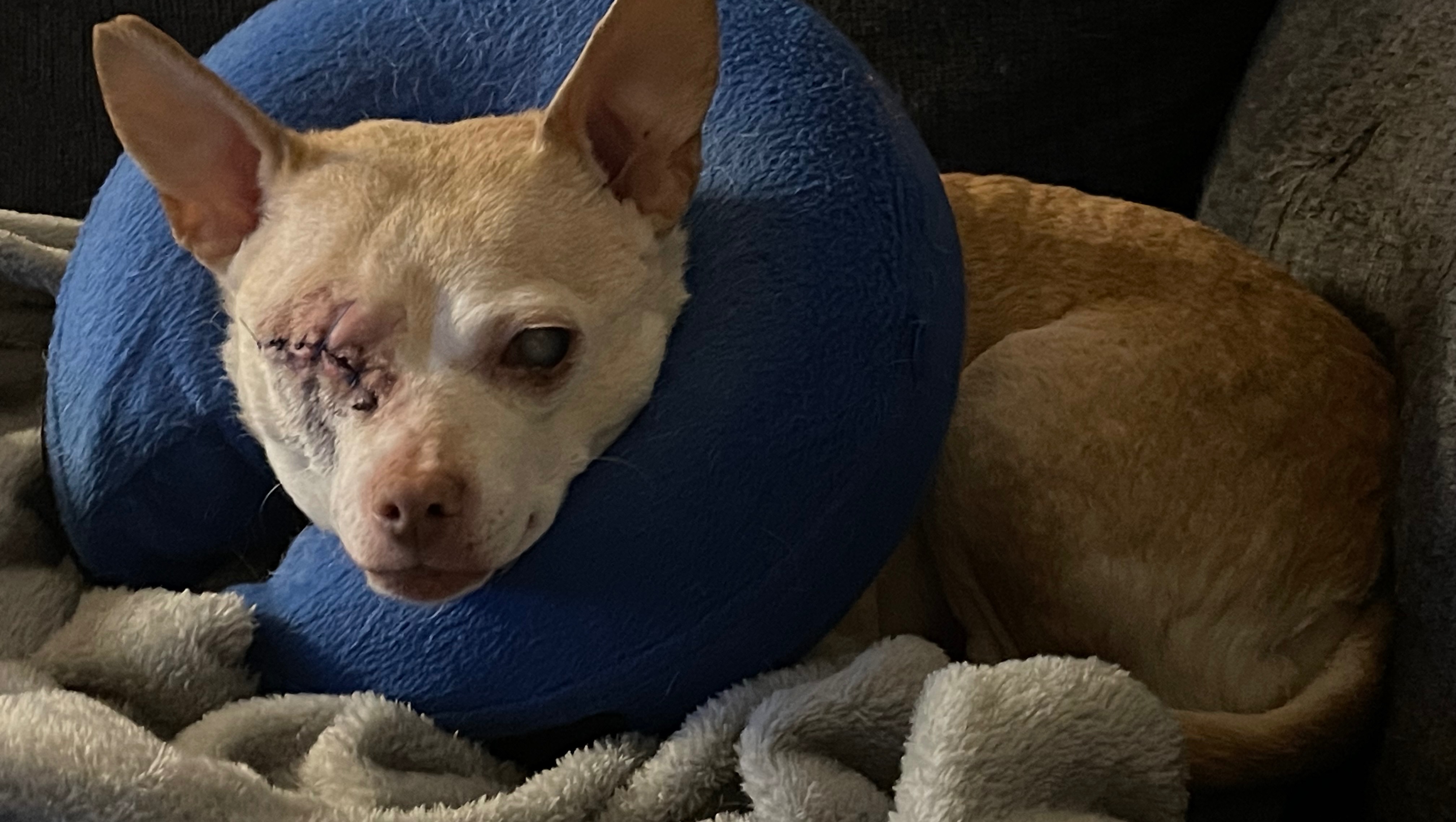 Help My Dog Get the Vet Care She Deserves photo