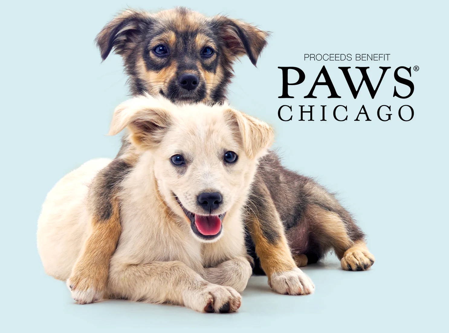 Support PAWS Chicago's Life-Saving Mission campaign photo, 4 of 8