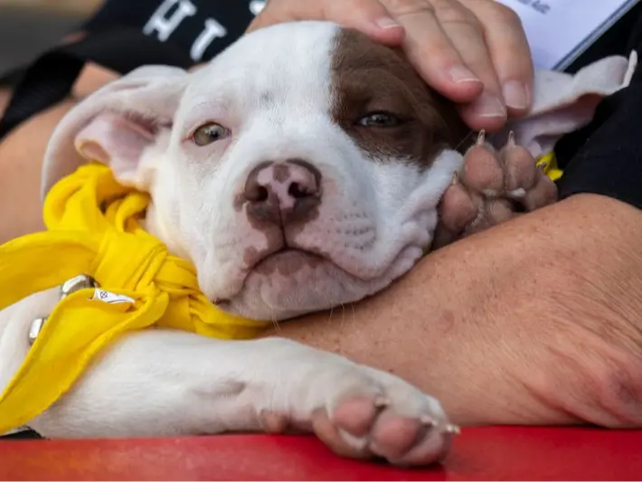 Support PAWS Chicago's Life-Saving Mission campaign photo, 5 of 8