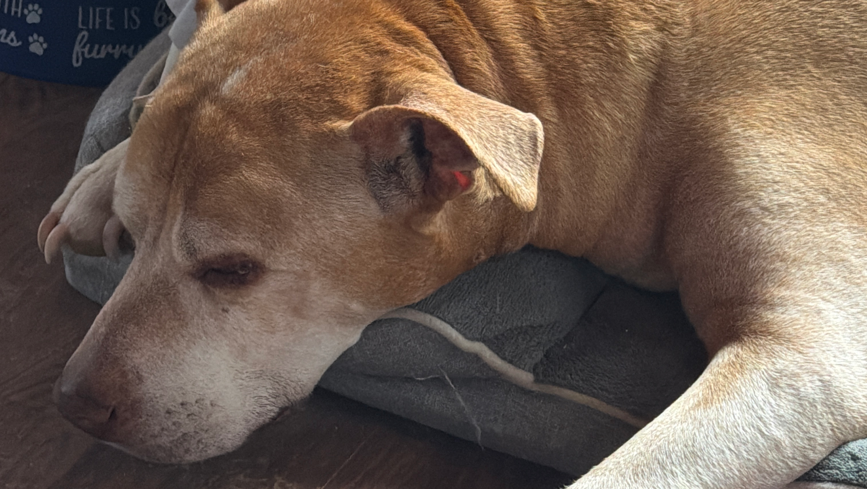 Keep Buddy and His Dad Together Longer photo