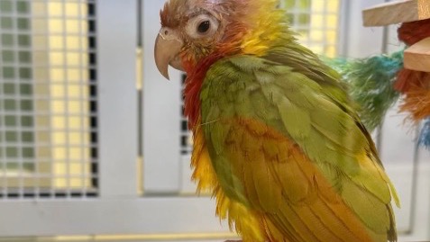 Help Me Rescue a PetSmart Bird photo