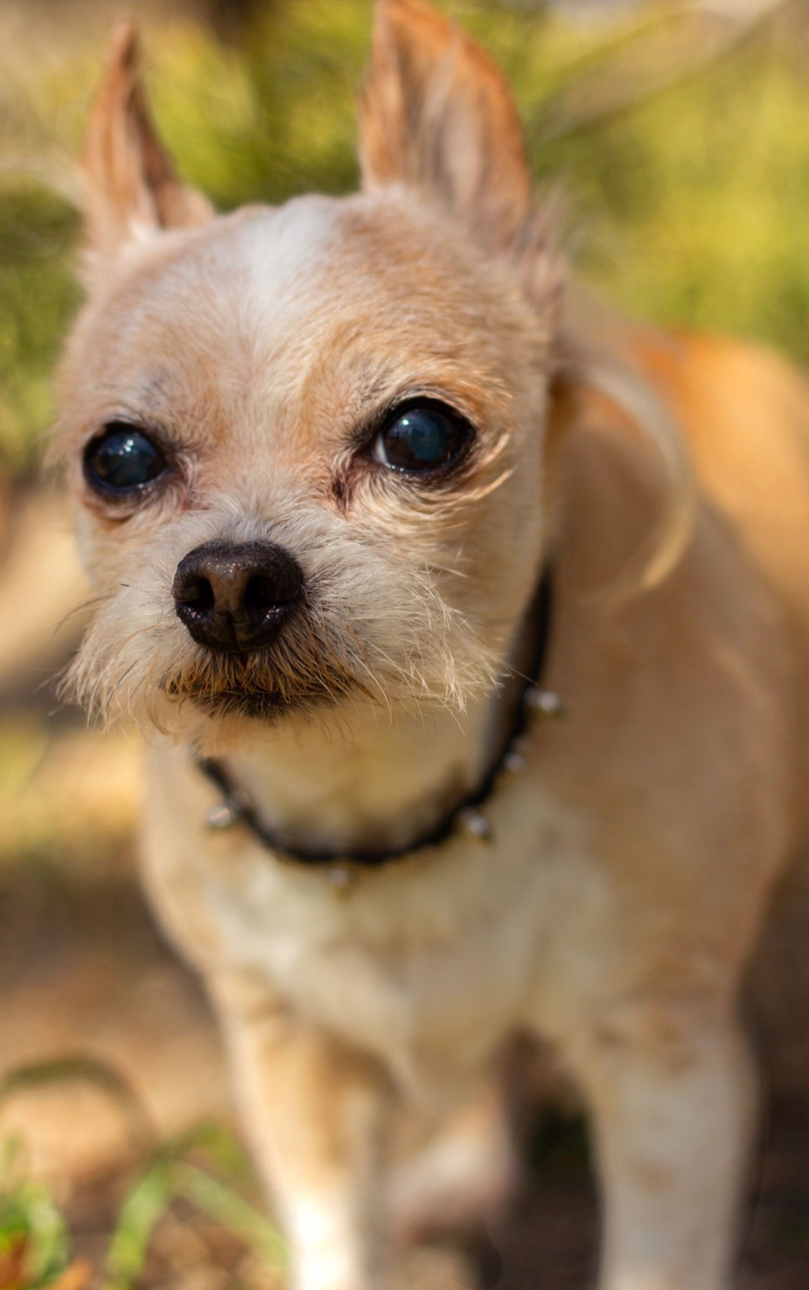 Honoring Bandit: Help with Final Vet Bills campaign photo, 7 of 8