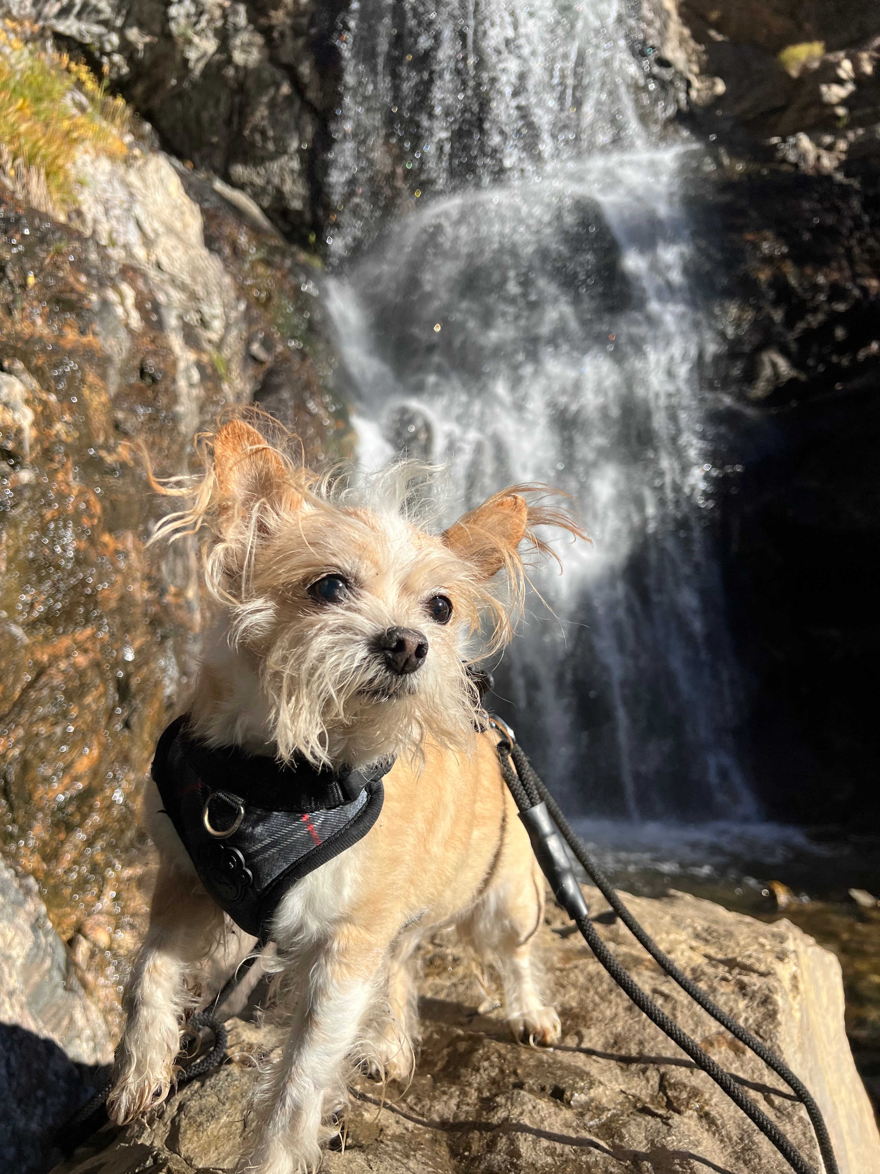 Honoring Bandit: Help with Final Vet Bills campaign photo, 2 of 8