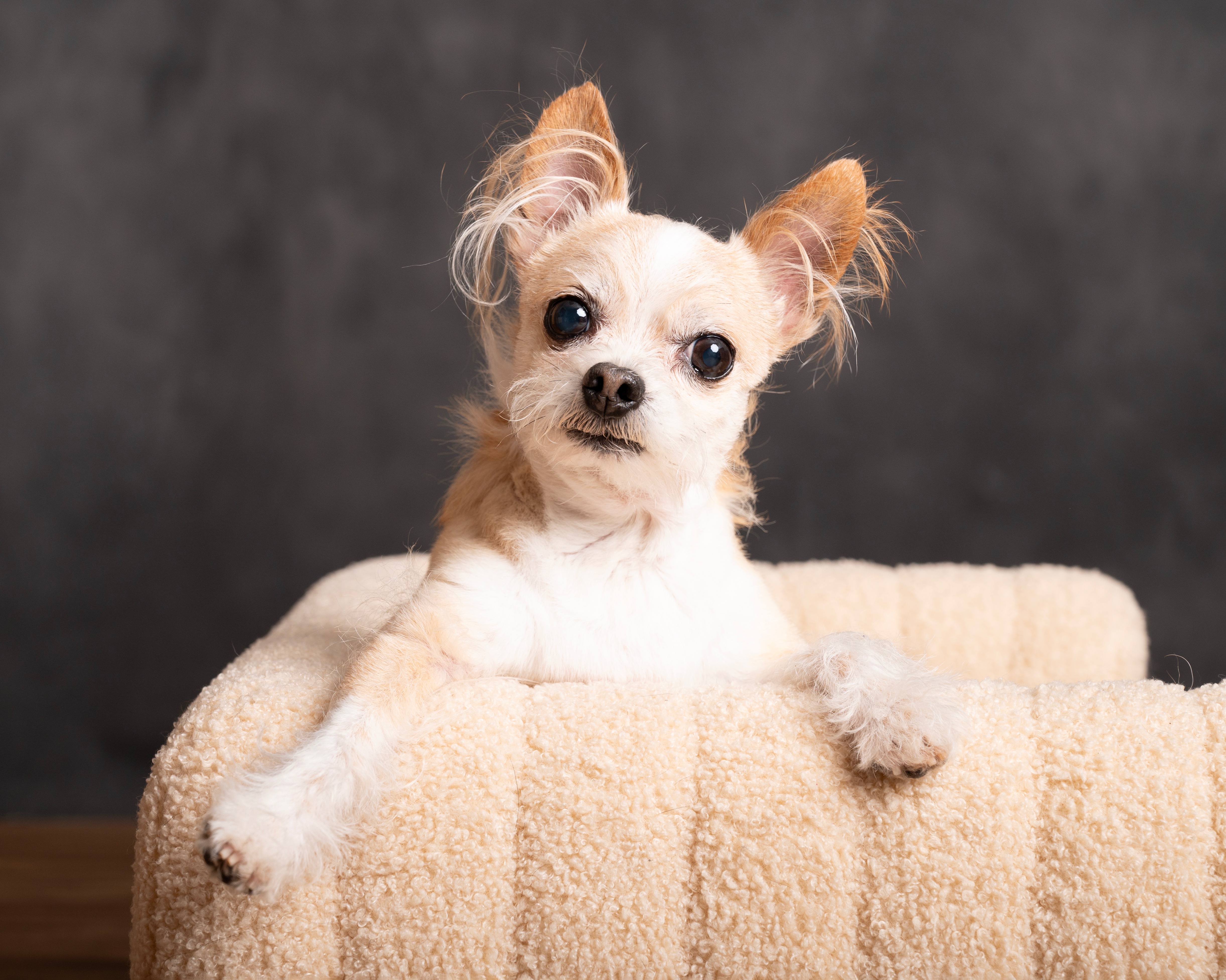 Honoring Bandit: Help with Final Vet Bills campaign photo, 4 of 8