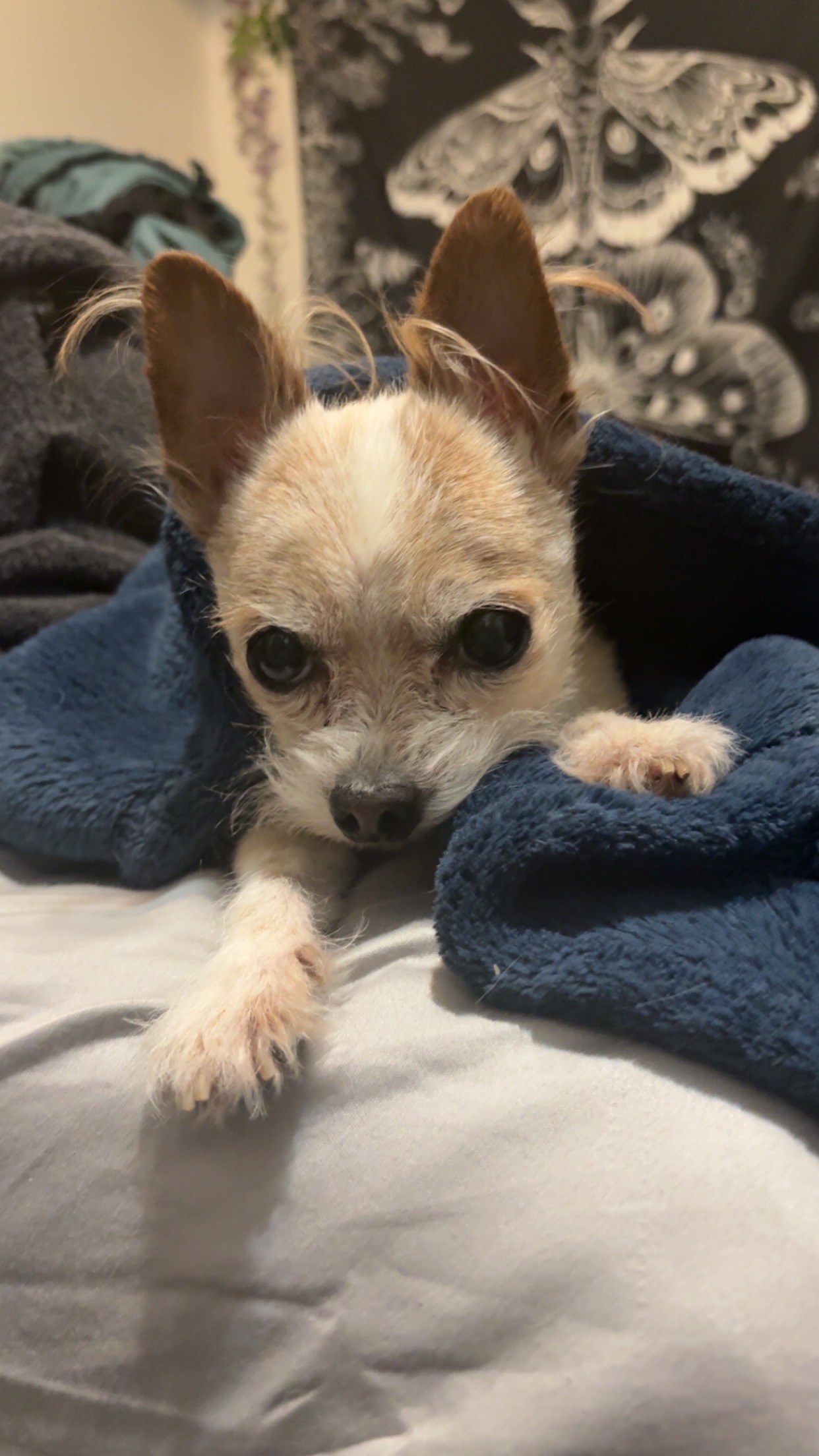 Honoring Bandit: Help with Final Vet Bills campaign photo, 5 of 8