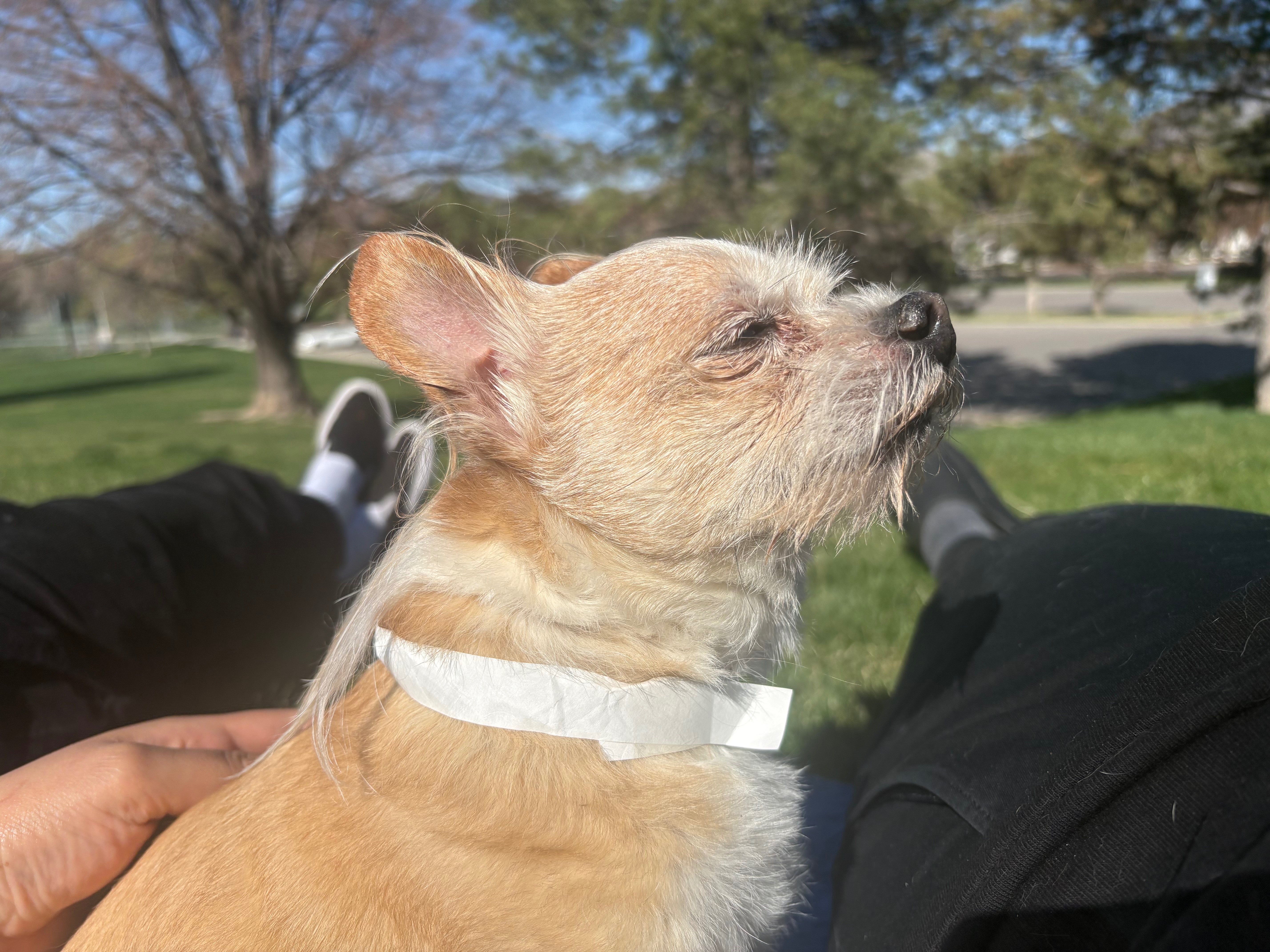Honoring Bandit: Help with Final Vet Bills campaign photo, 6 of 8