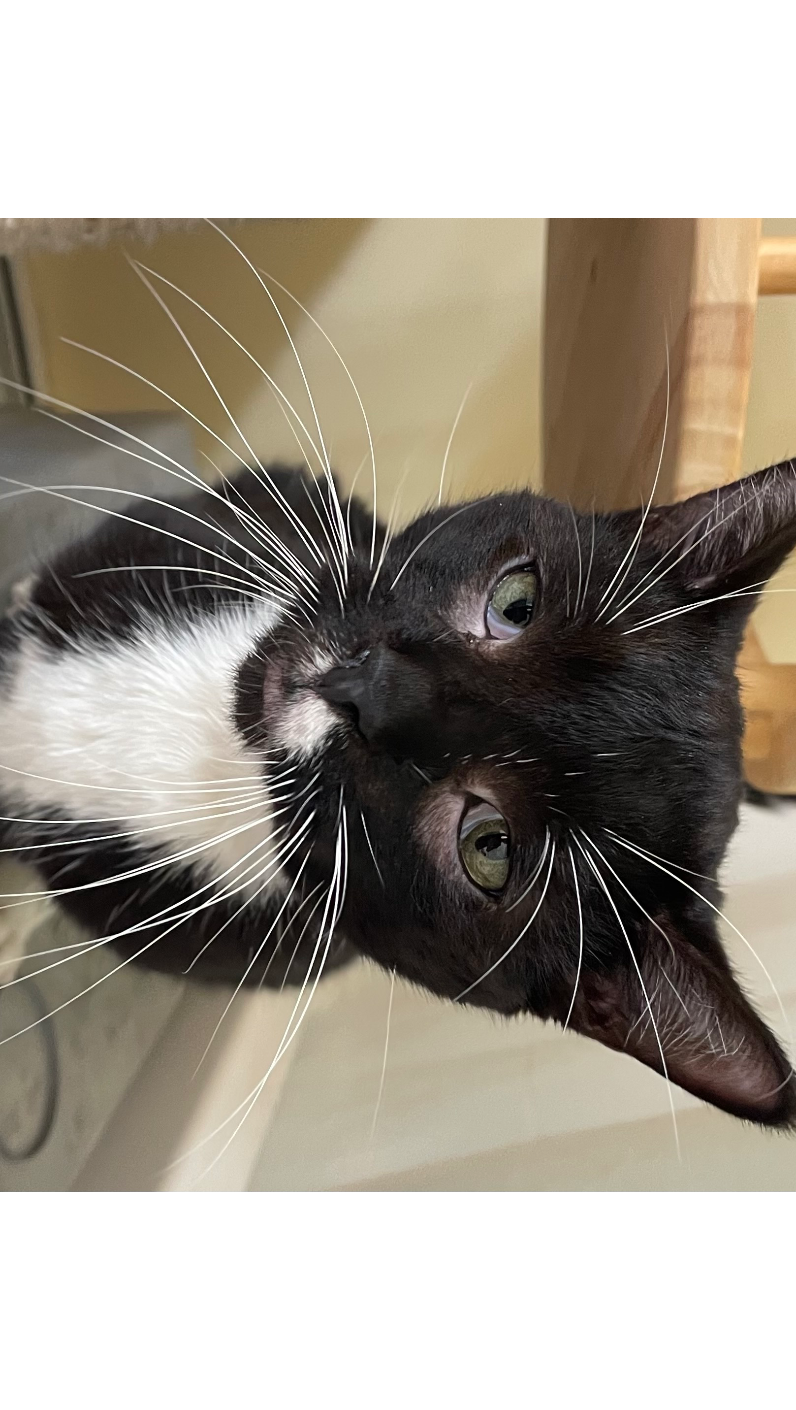 Support Our Cats' Vet Visits and Bloodwork photo