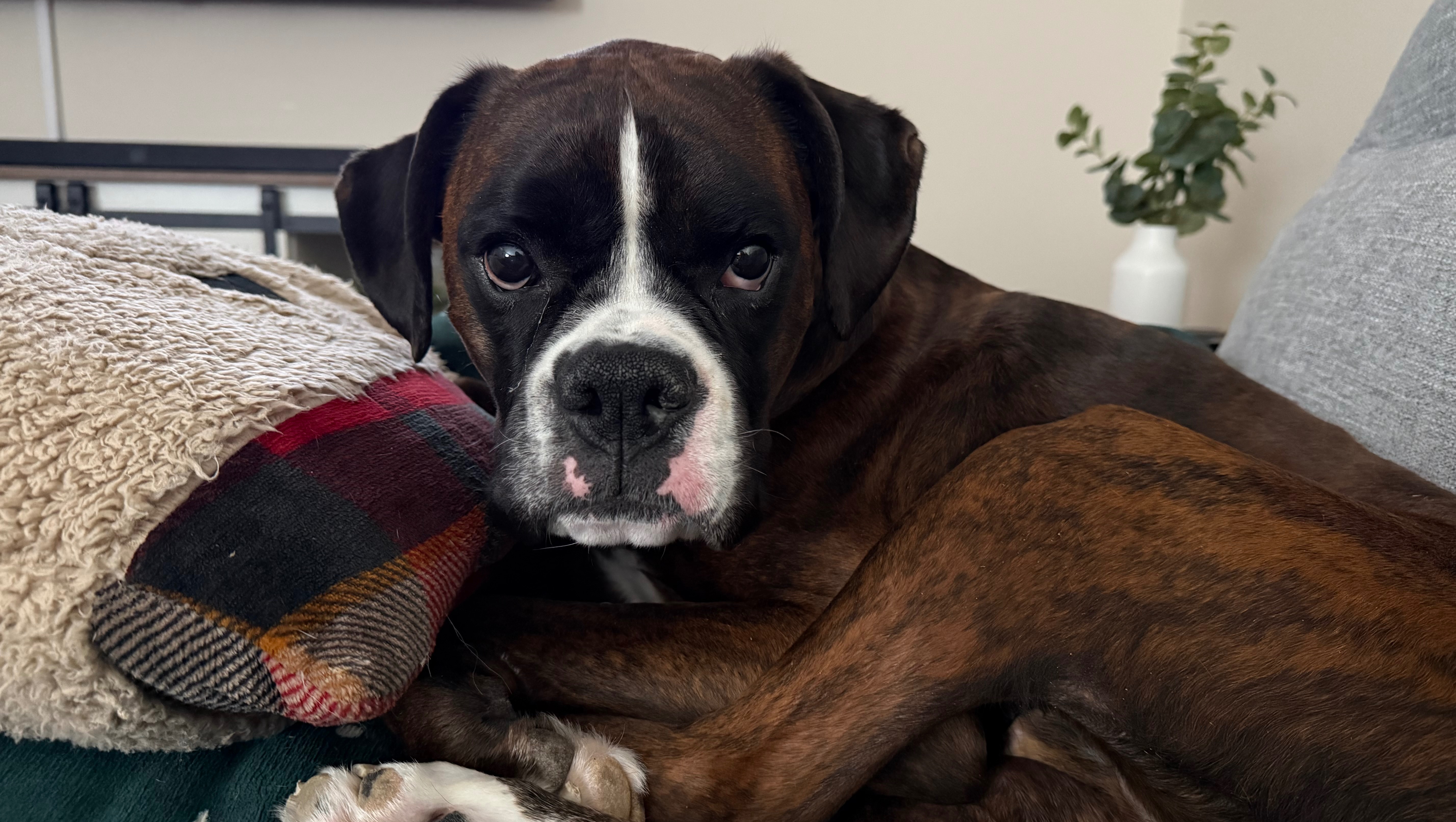 Fundraiser by Emily Grasta : Help Our Sweet Boy, Urgent MRI Needed