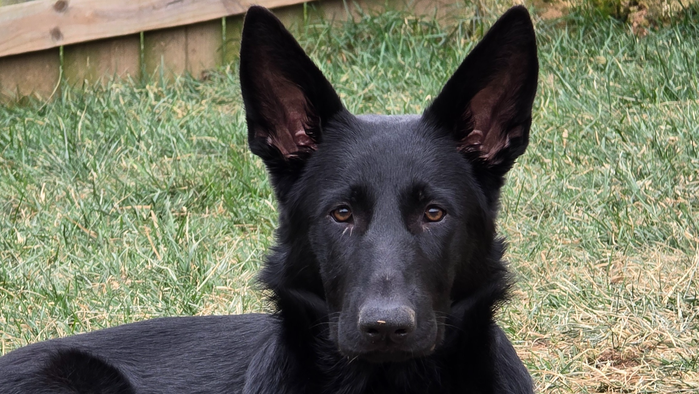Faolan needs life saving hip surgery photo