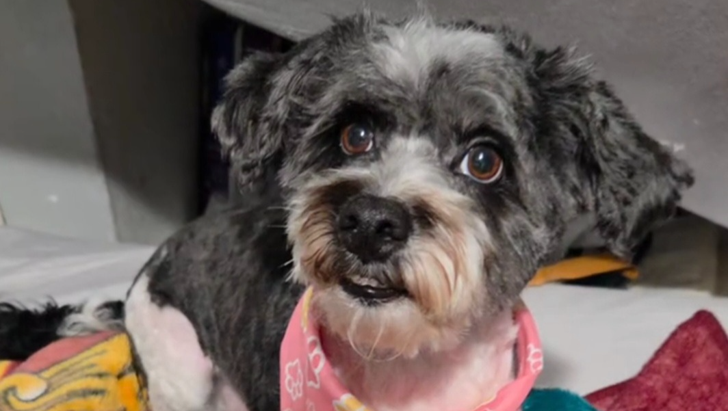 Help Provide Second Chances for Animals in Need photo