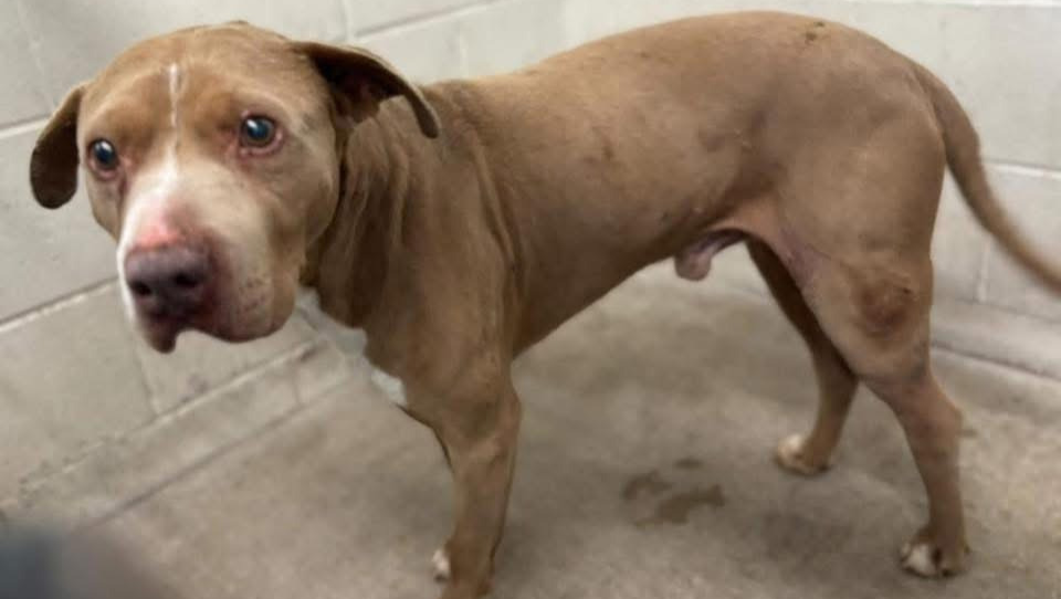 Support Richie's Urgent Medical Care photo