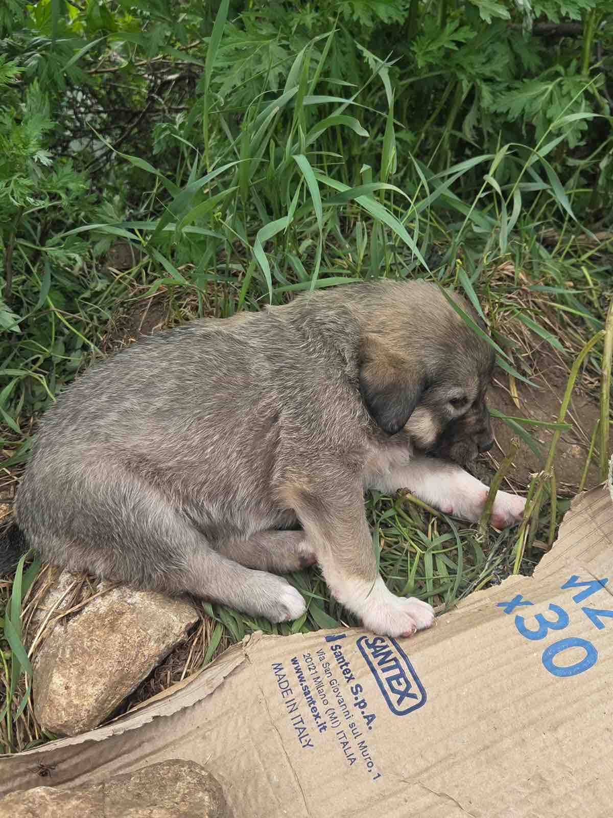 Hilf Bosnia Paw Angels, Leben zu retten campaign photo, 2 of 13