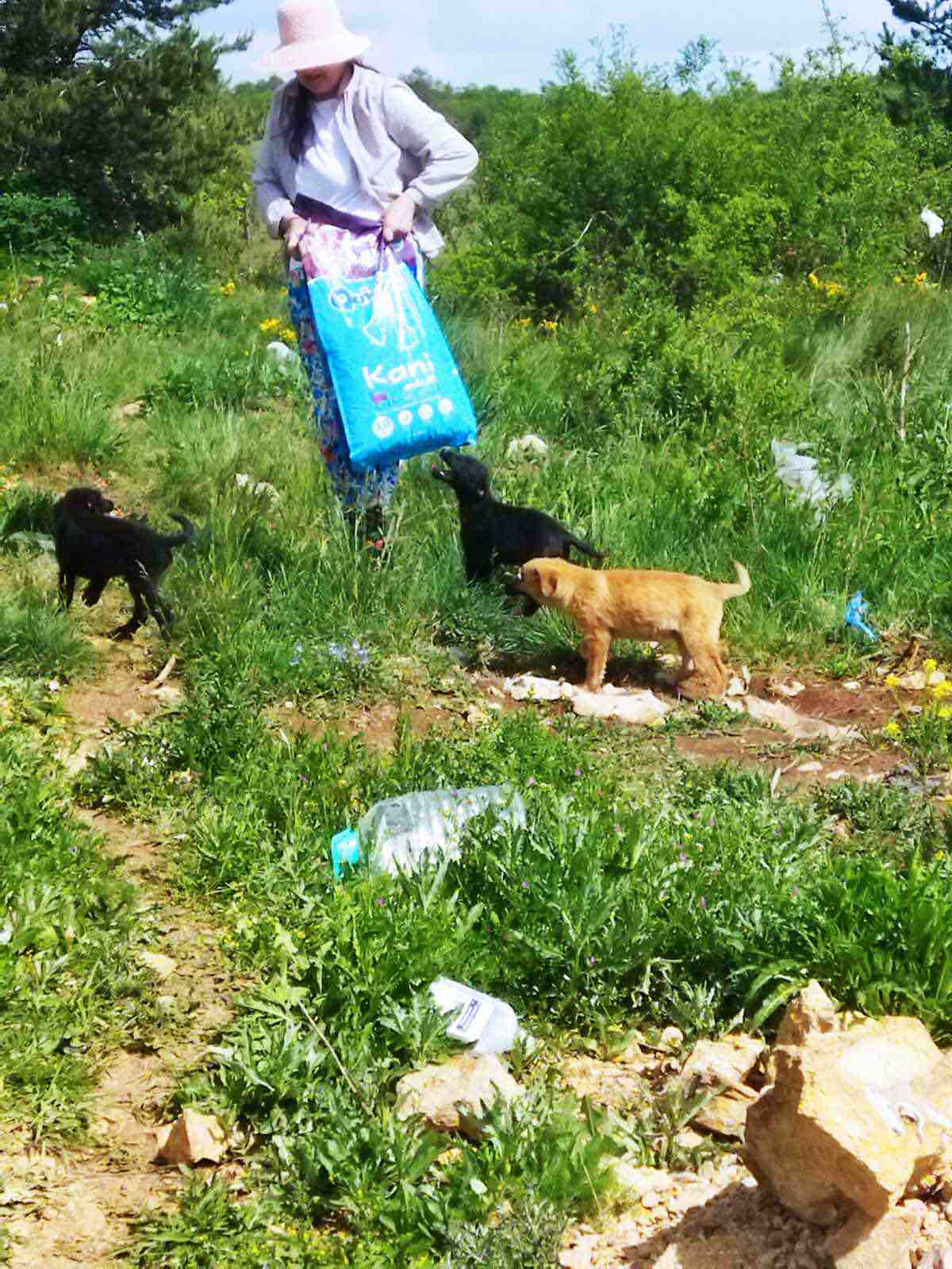 Hilf Bosnia Paw Angels, Leben zu retten campaign photo, 5 of 13