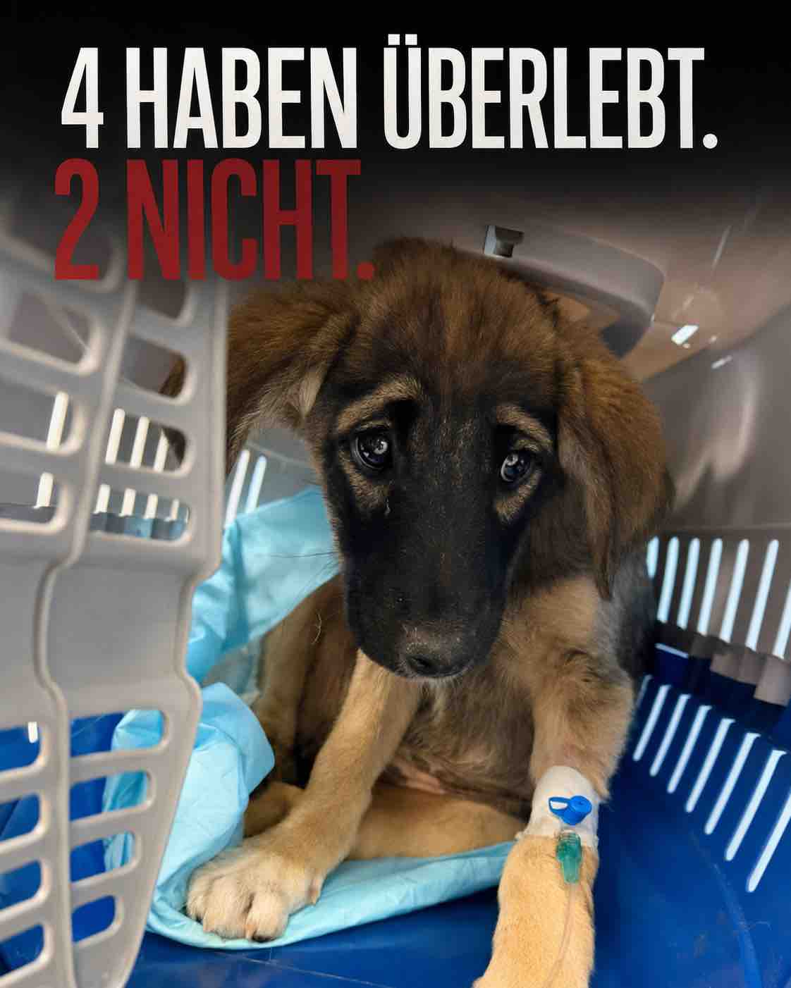 Hilf Bosnia Paw Angels, Leben zu retten campaign photo, 7 of 13