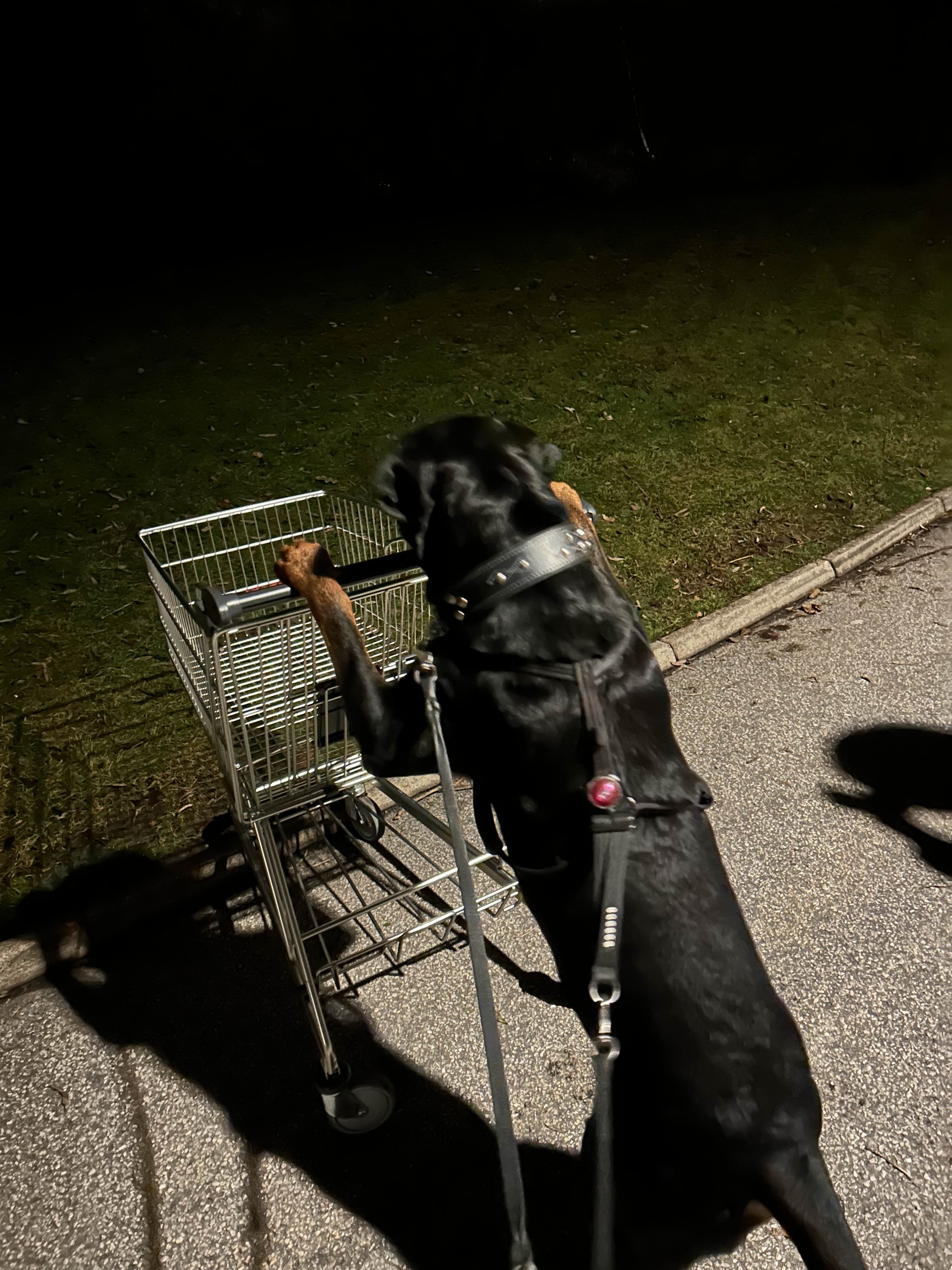 Flokis brave journey to get back on his leg(s) campaign photo, 4 of 8