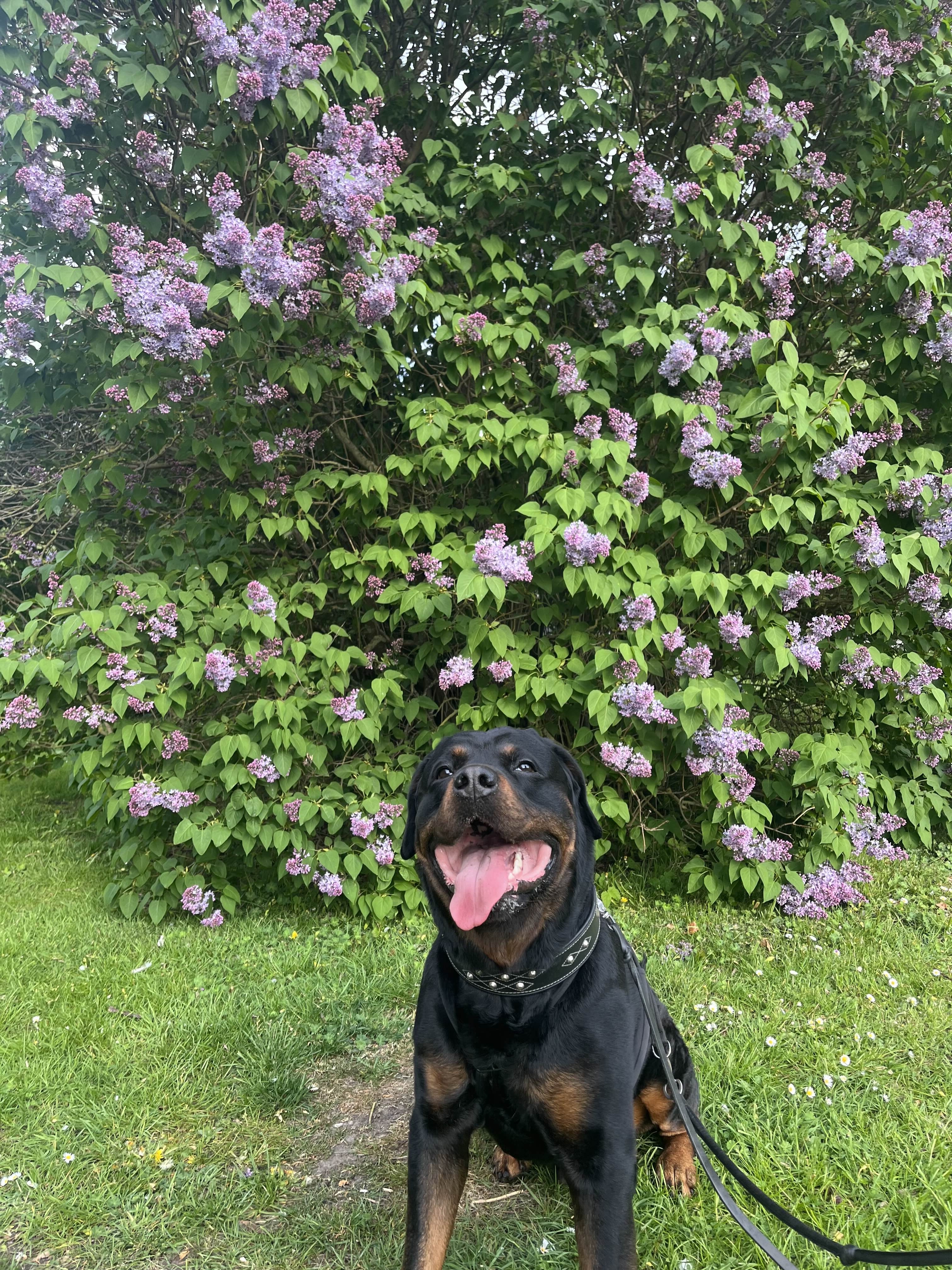 Flokis brave journey to get back on his leg(s) campaign photo, 5 of 8